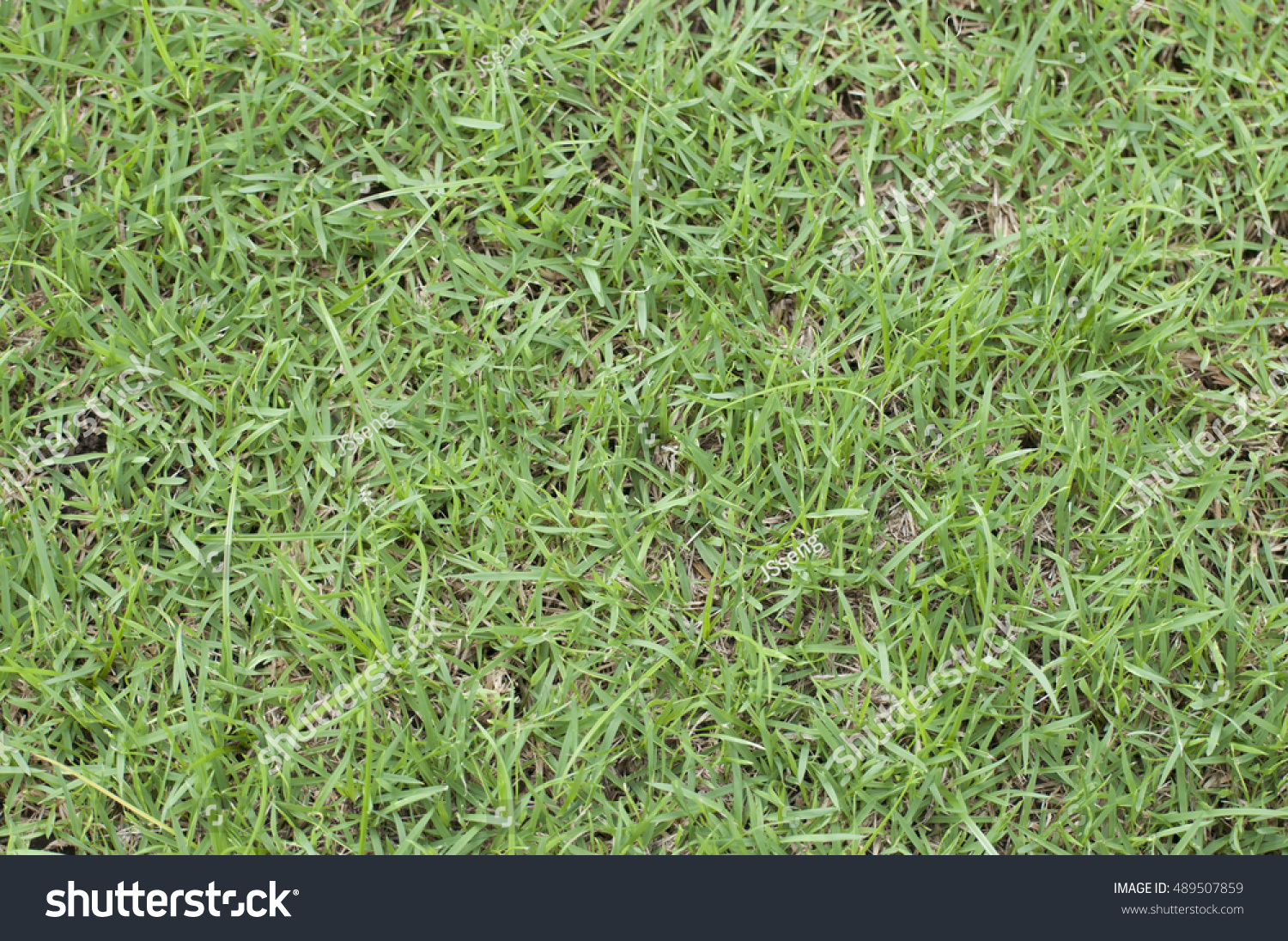 Grass Texture Seamless Stock Photo 489507859 | Shutterstock