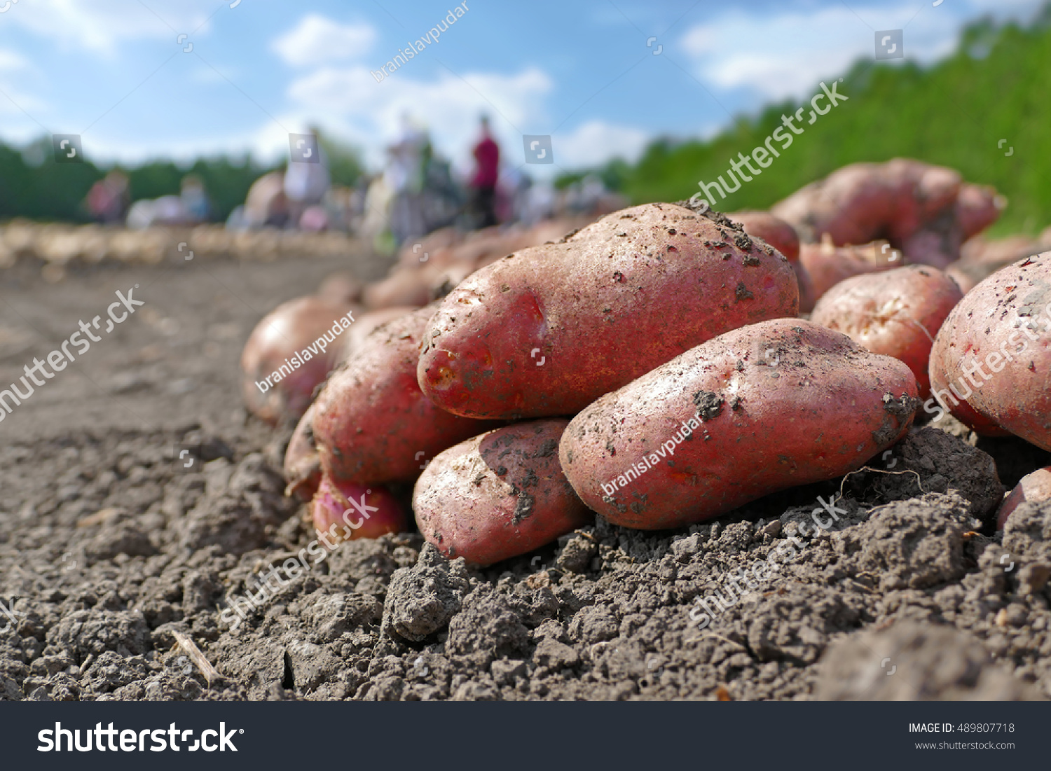 Сорт картофеля Рамона