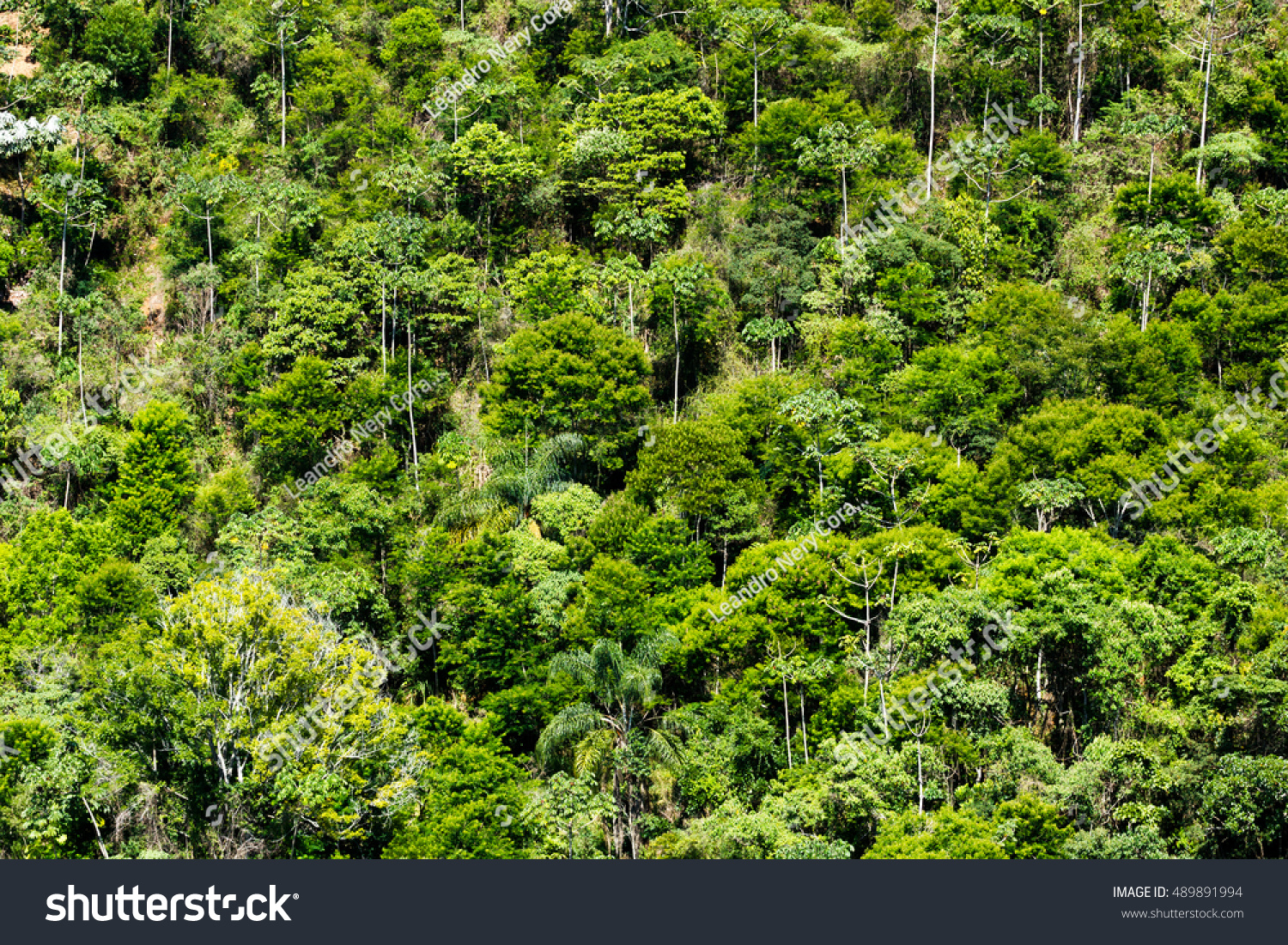 Green Rainforest Brazil