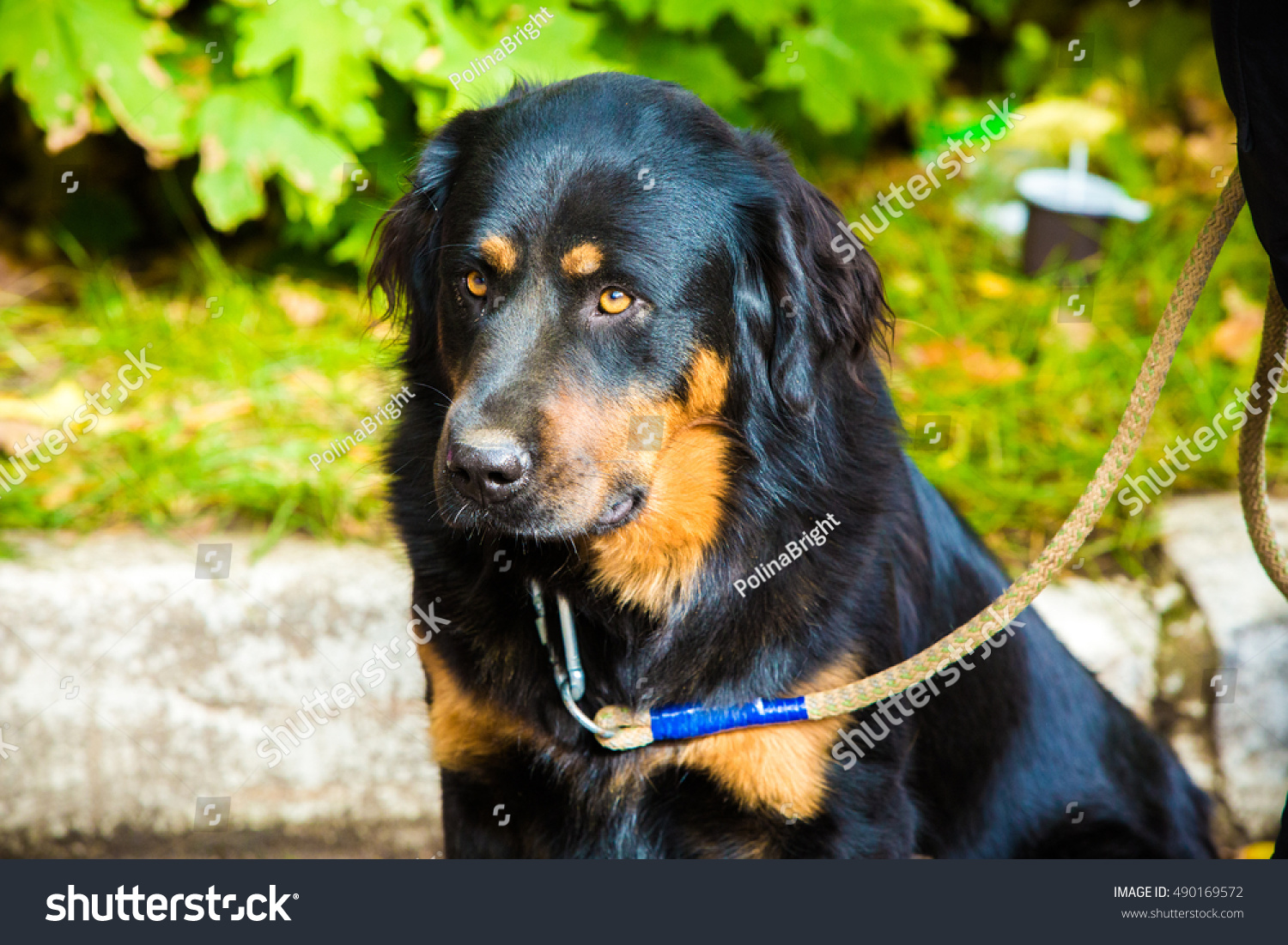 what color are greek shepherd dogs