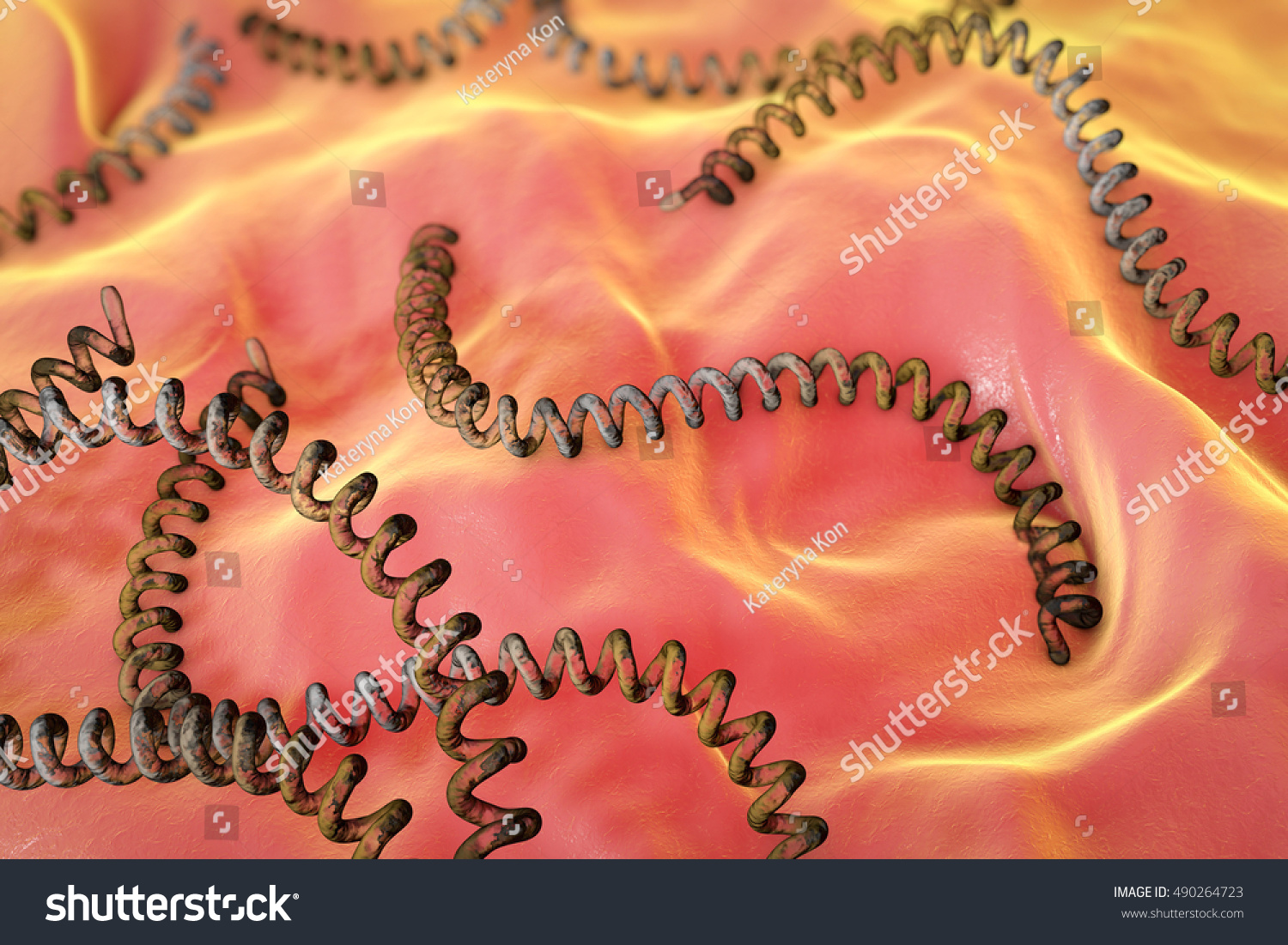 spiral bacteria