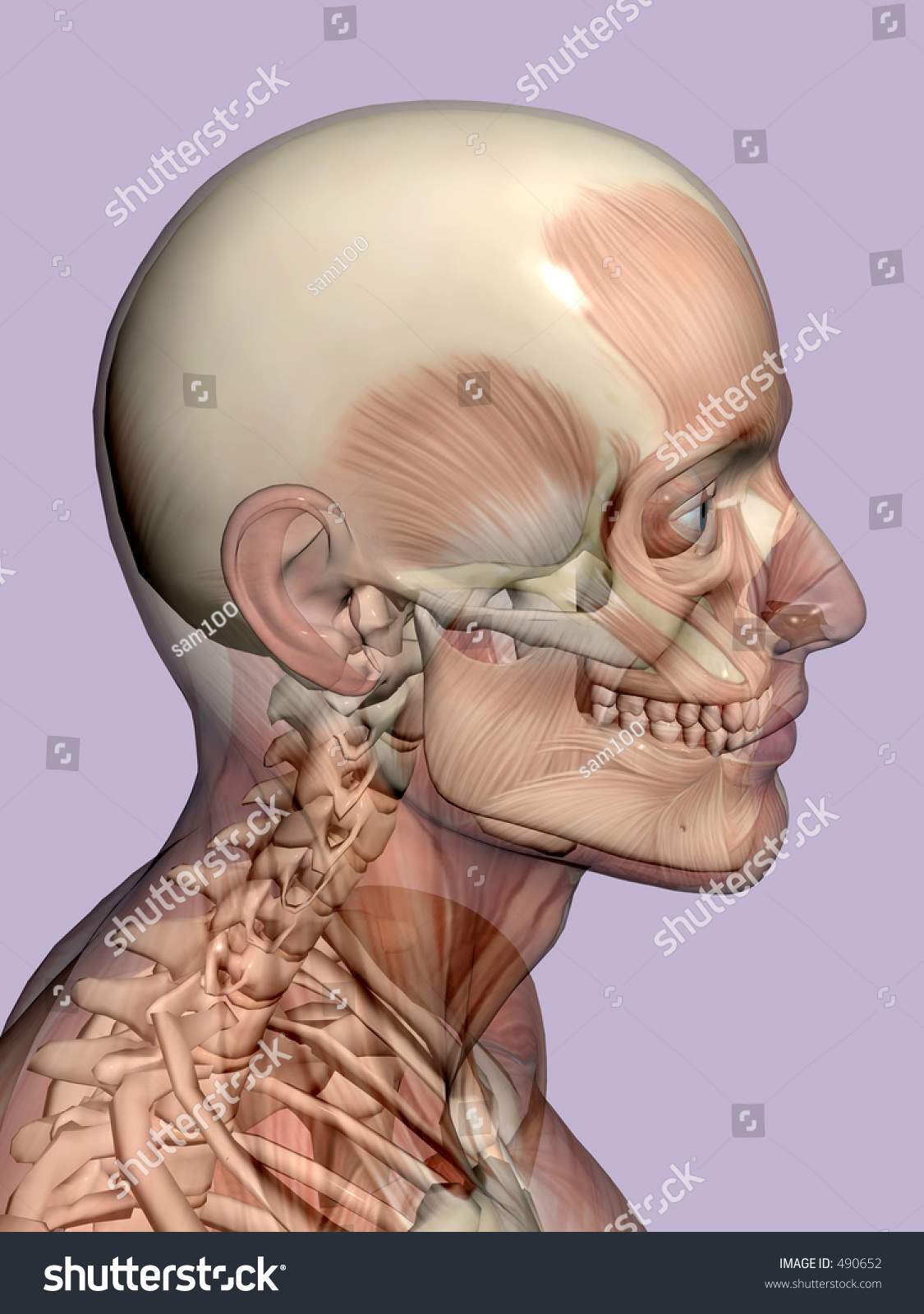 Скелет головы и шеи