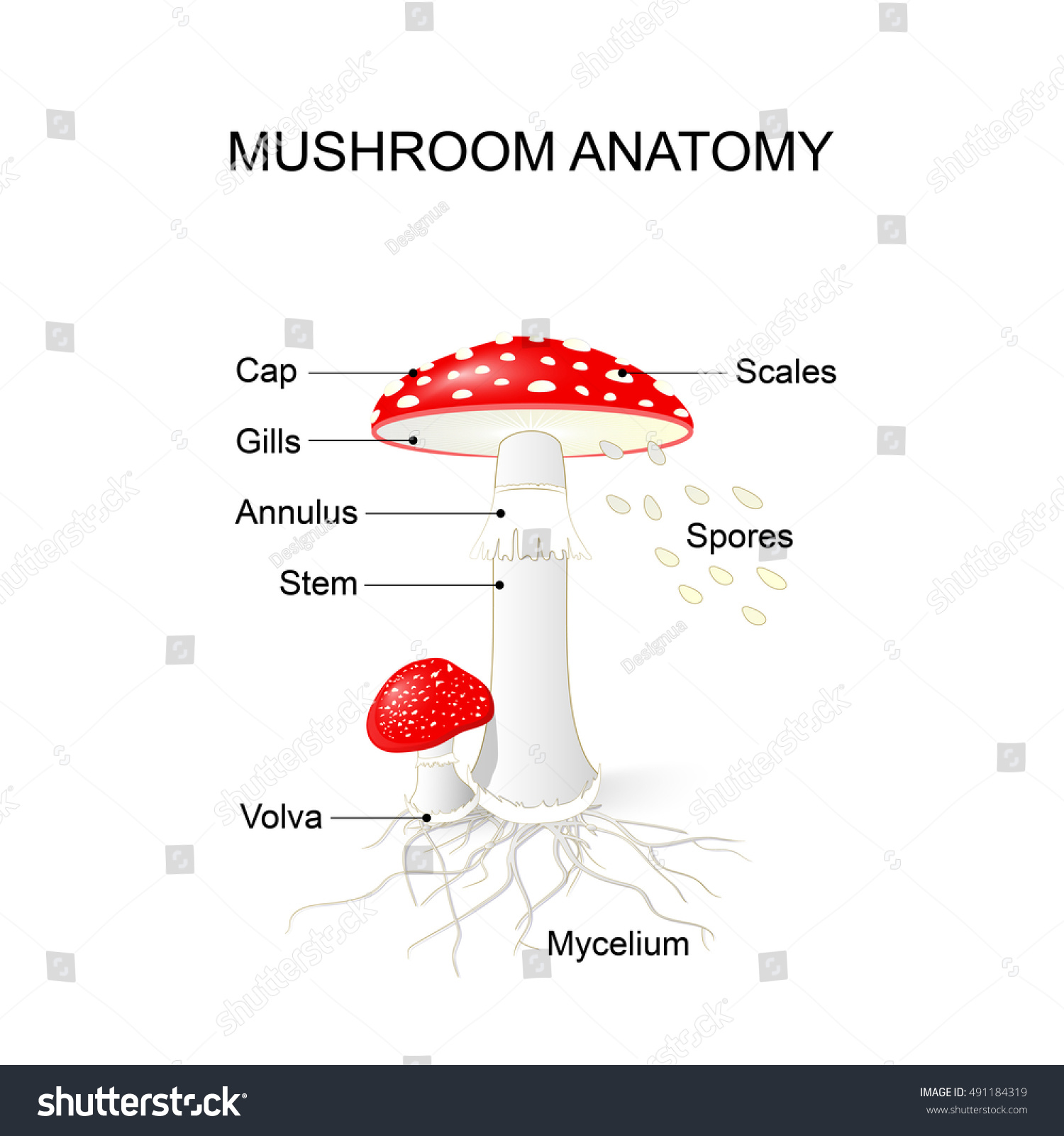 Amanita Muscaria Mushroom Anatomy Life Cycle Stock Illustration ...