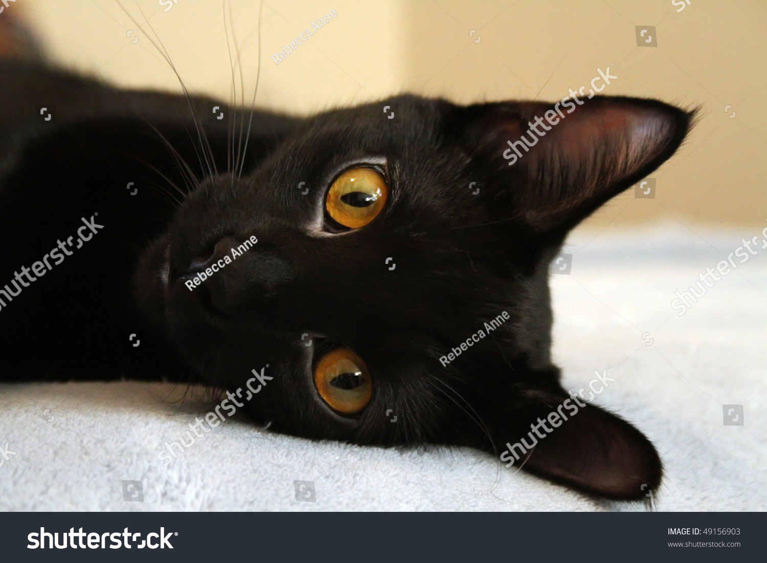 Черный котенок с карими глазами