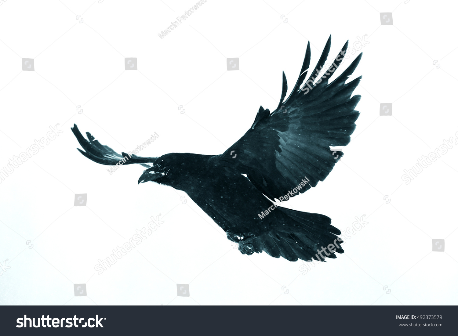 Black Raven Flying Moonlight Scary Creepy Stock Photo 492373579 