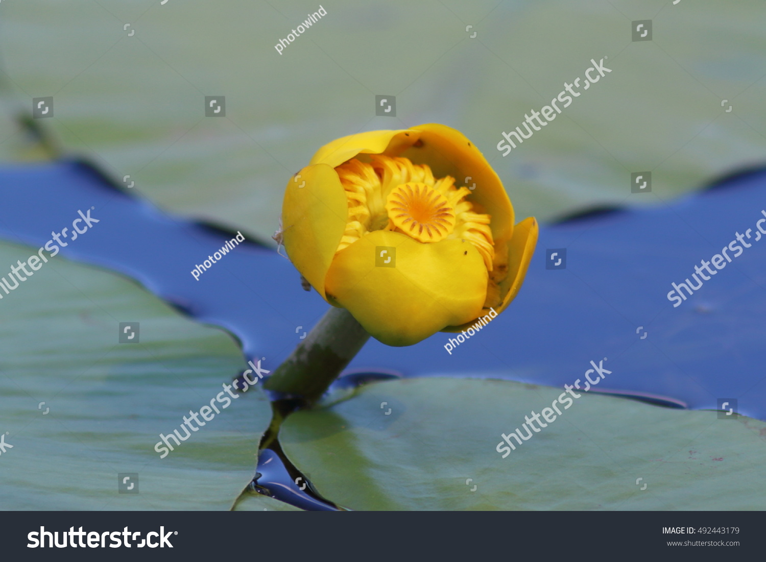 Yellow water. Подводный кубышка. Букет кубышек. Циклический цветок. Кубышковый плод.