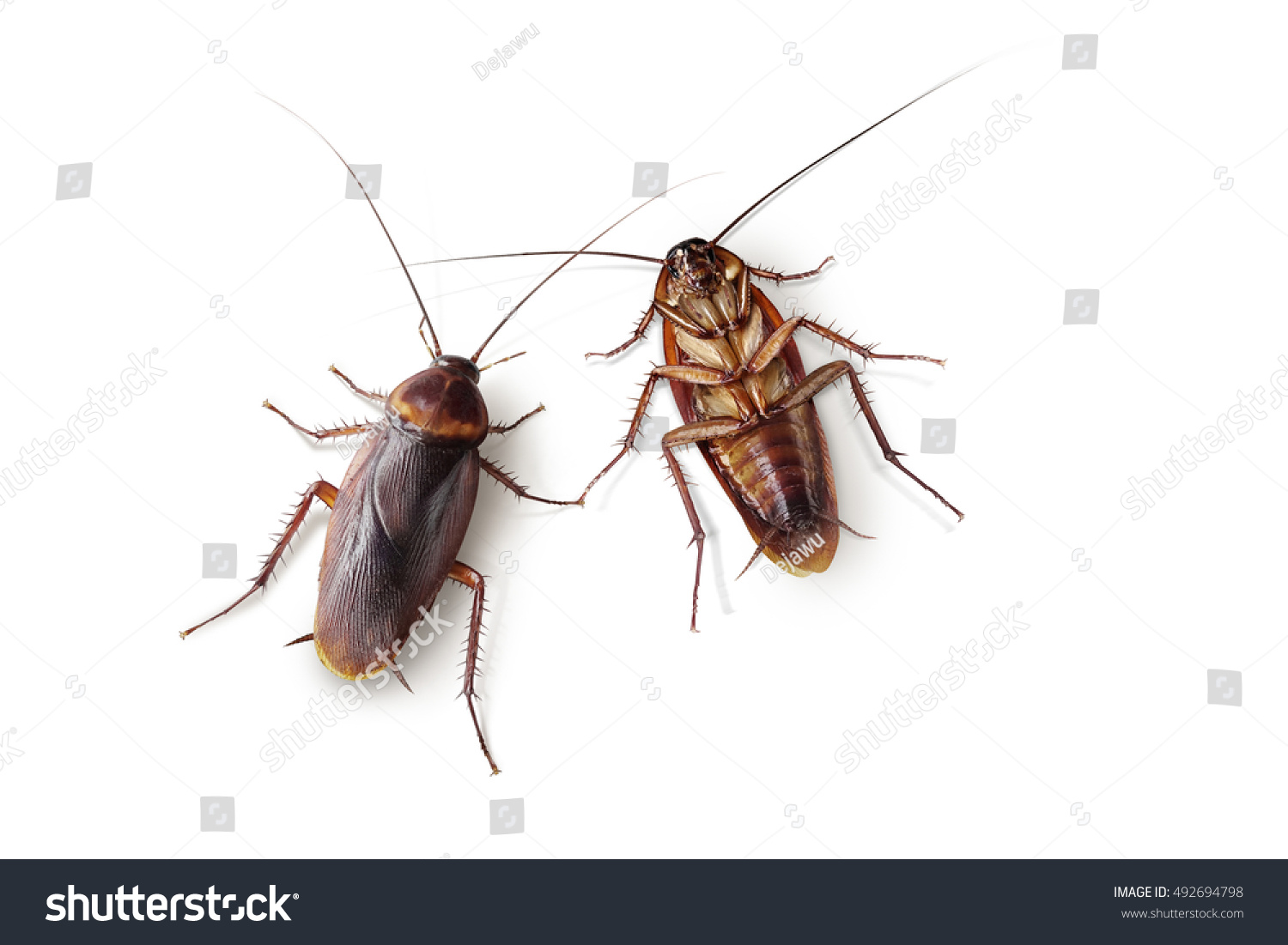 Cockroaches On Isolated White Background Stock Photo 492694798 ...