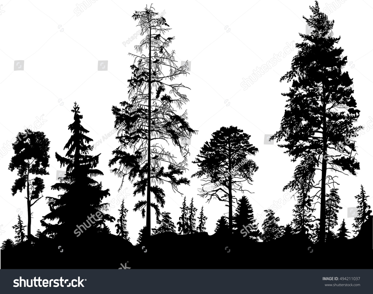 Еловый лес эскиз