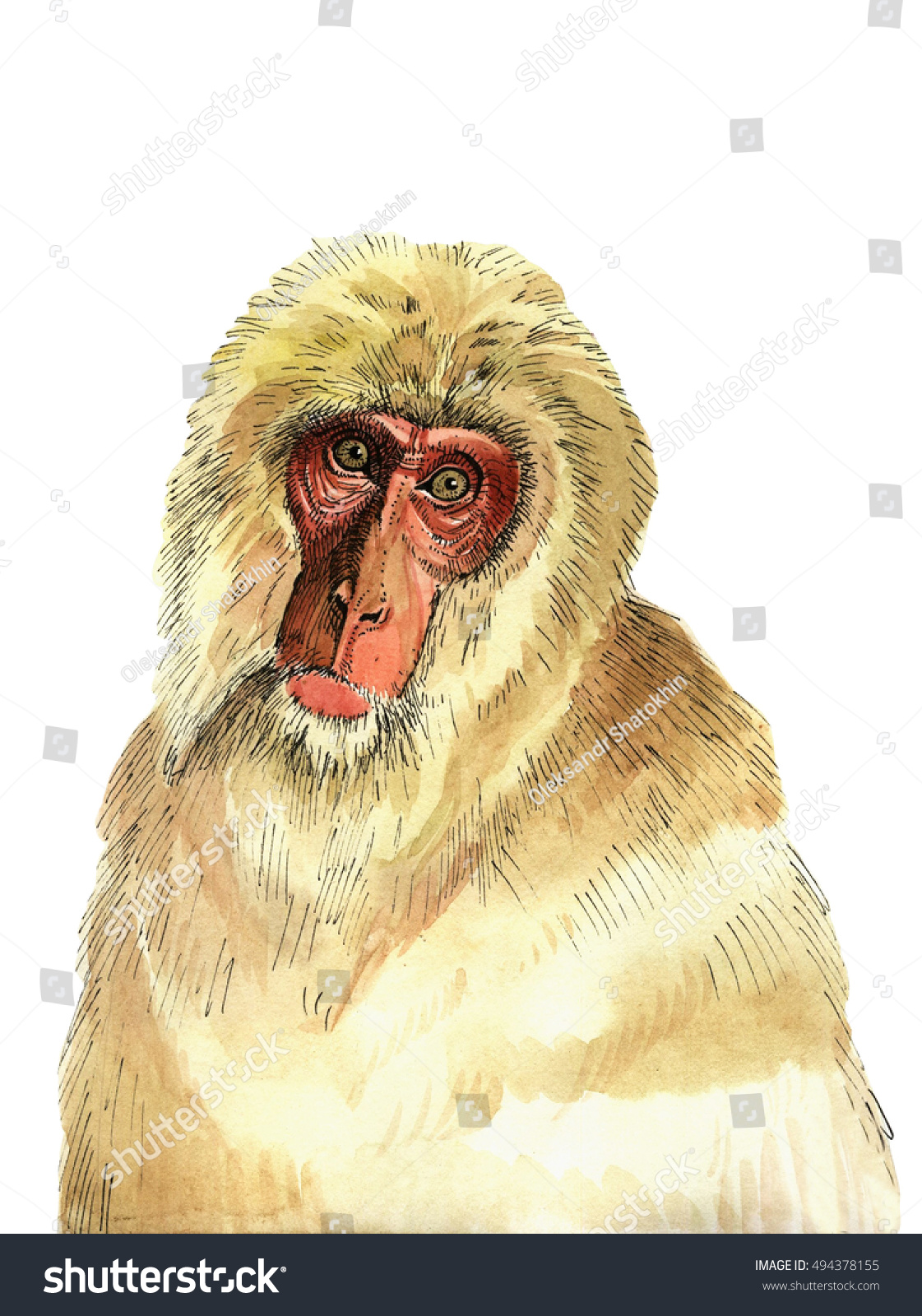 japanese macaque drawing