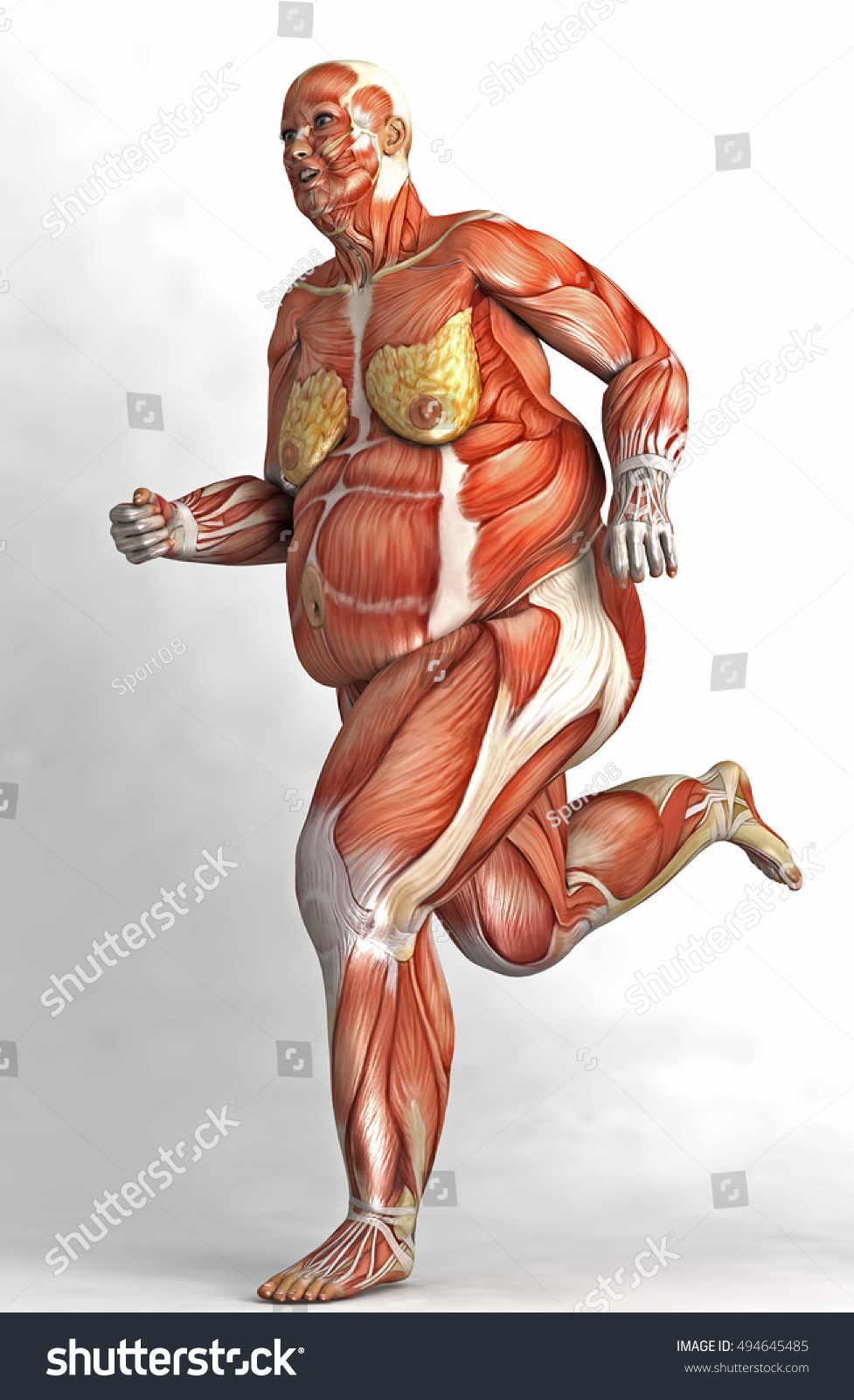 Толстый человек анатомия. Мышцы человека. Скелет человека с мышцами. Тело человека без кожи и мышц. Мышцы женского тела.