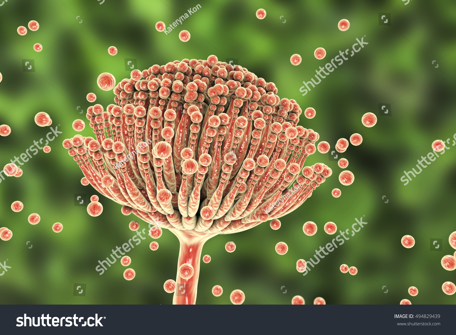 Black Mold Fungi Aspergillus Which Produce Stock Illustration 494829439