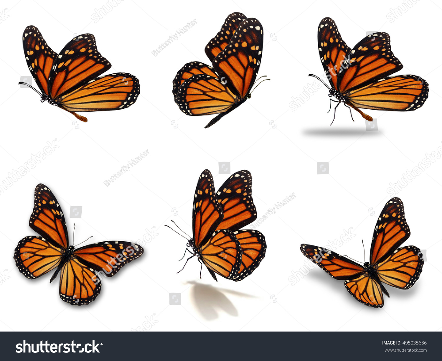 Векторные реалистичные бабочки шаблон
