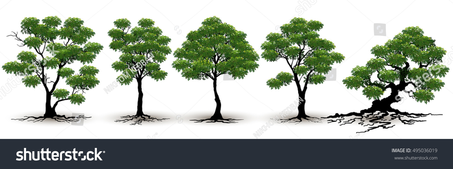 Tree On White Background Stock Vector (Royalty Free) 495036019 ...