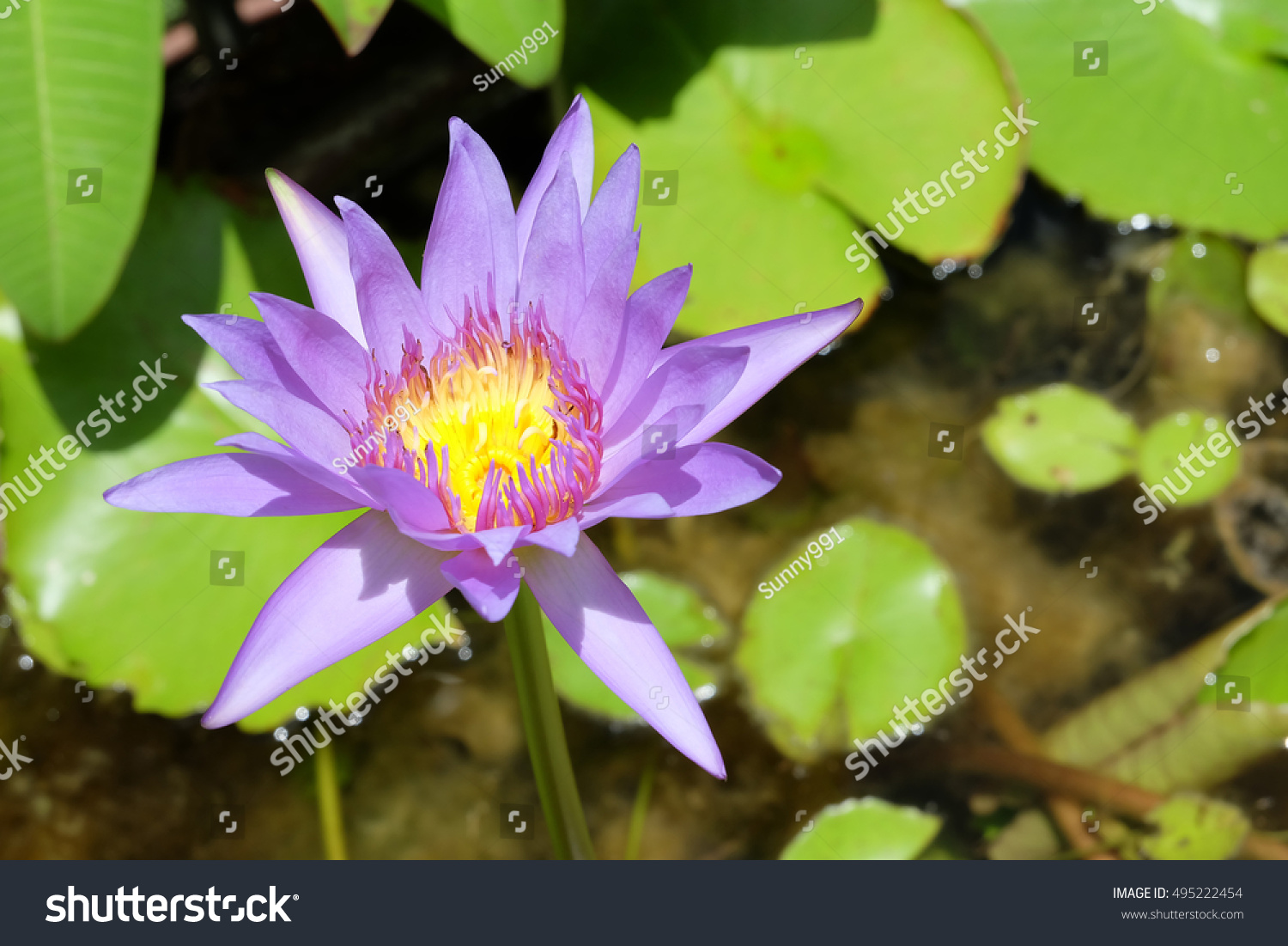 Purple Lotus Flower Leaf Pond Thailand Stock Photo 495222454 | Shutterstock