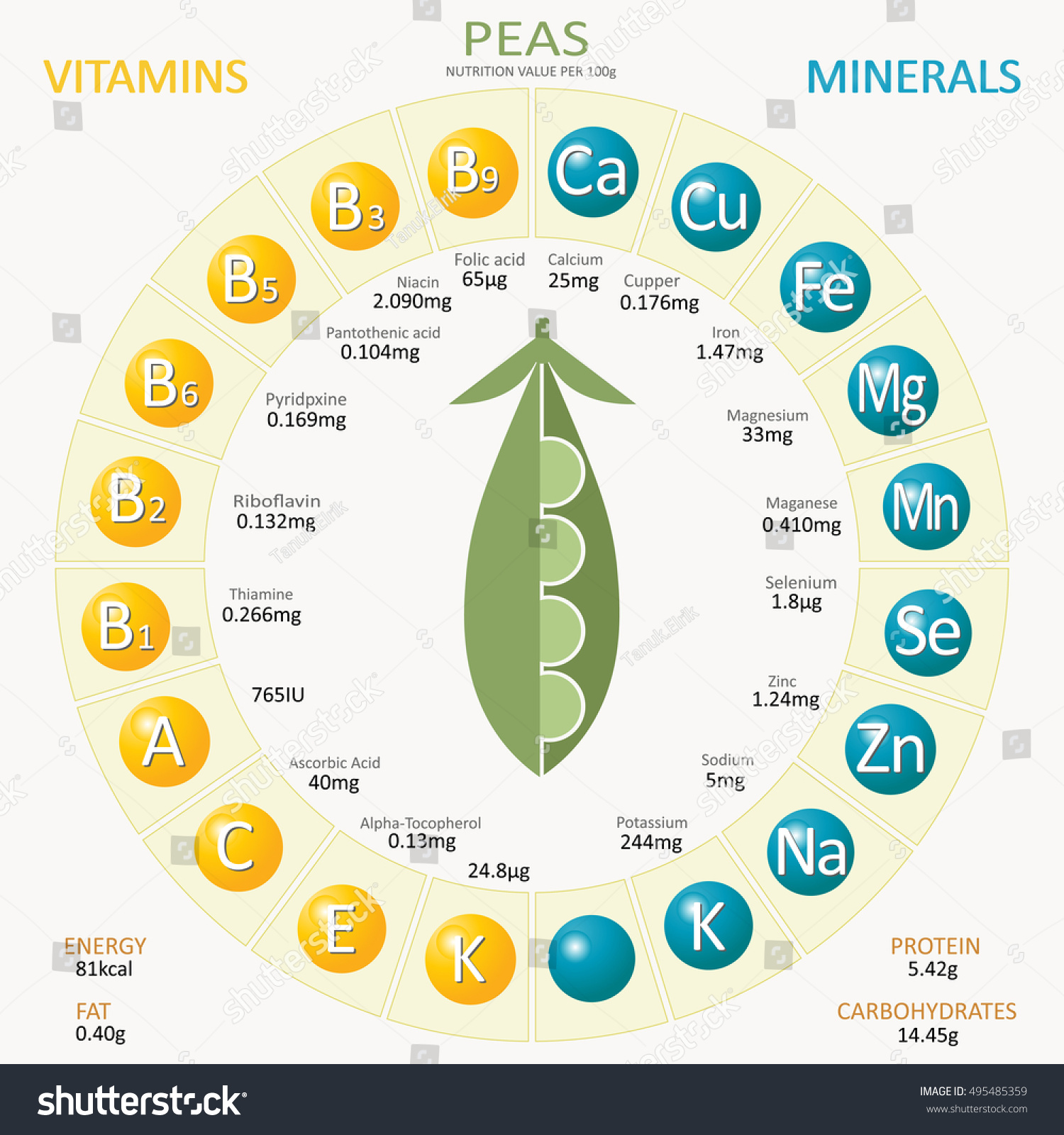 Infographics About Nutrients Peas Vector Illustration Stock Vector ...