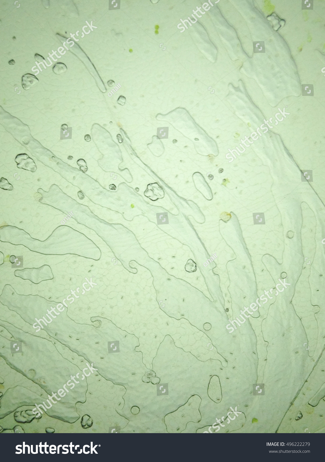 Microscopic View Leaf Surface Showing Plant Stock Photo 496222279 ...