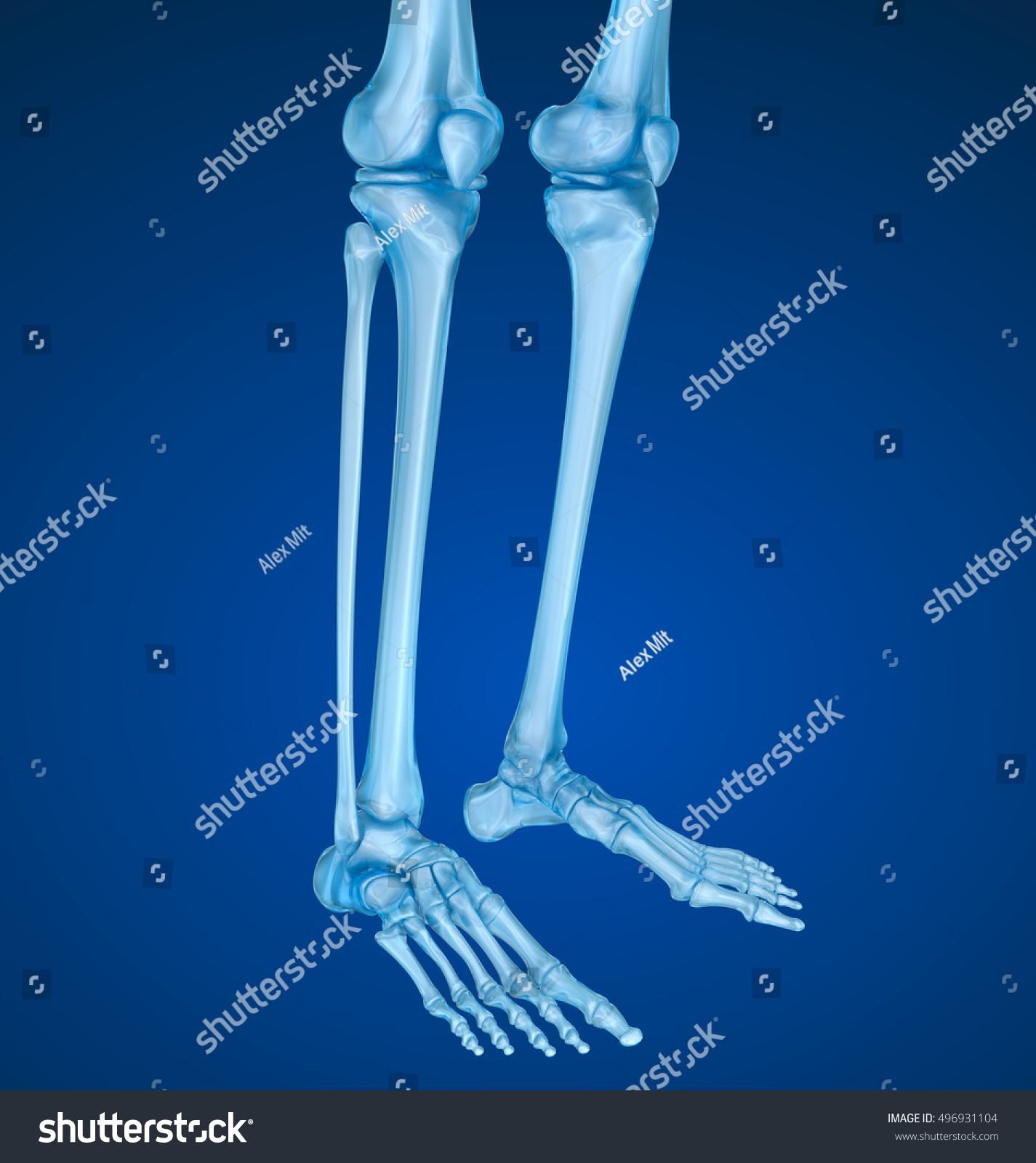 Knee Anatomy Xray View Medically Accurate Stock Illustration 496931104 ...