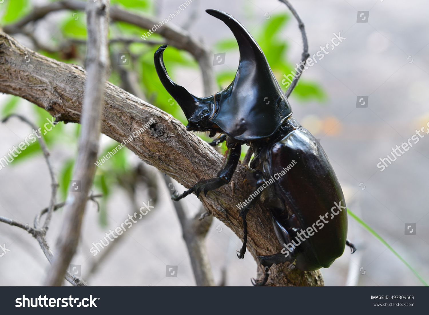 1,005 European Rhinoceros Beetle Images, Stock Photos & Vectors ...