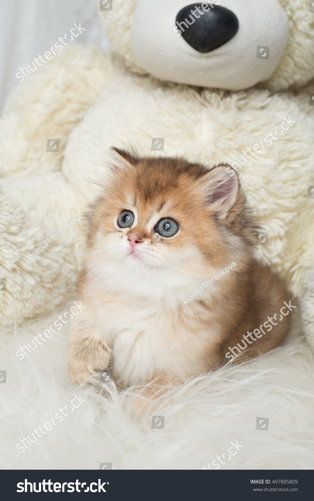 british shorthair teddy bear