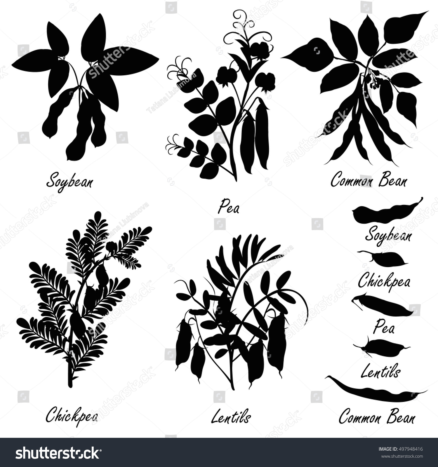 Legume Plants Common Bean Soybean Lentil Stock Vector Royalty Free