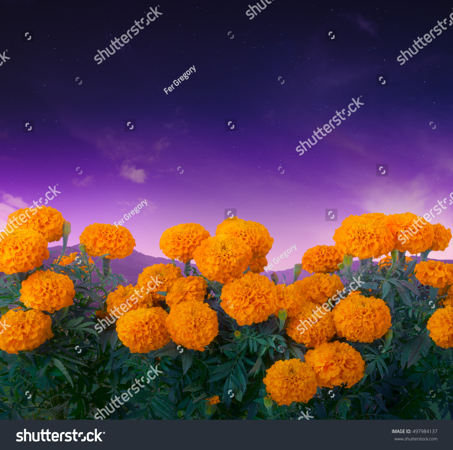 Traditional Cempasuchil Flowers Used Altars Day Stock Photo 497984137 ...