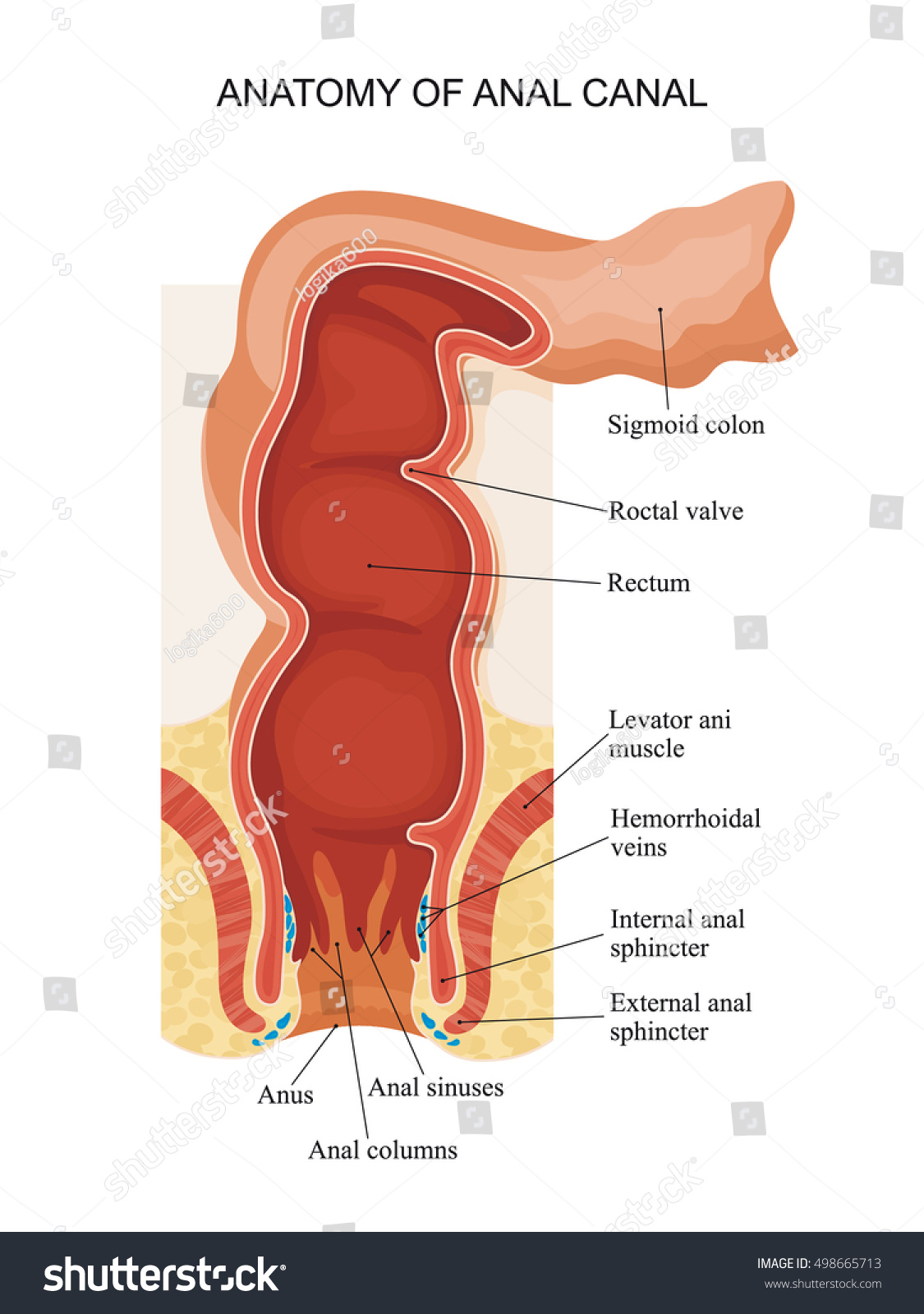 Anatomy Anal Canal Stock Vector Royalty Free 498665713 Shutterstock