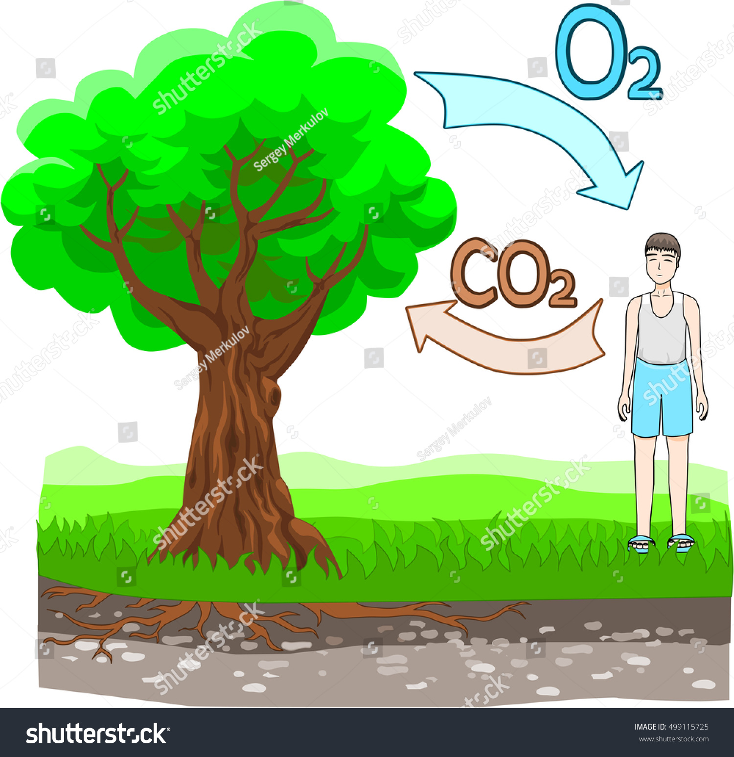 Дерево выделяет кислород рисунок