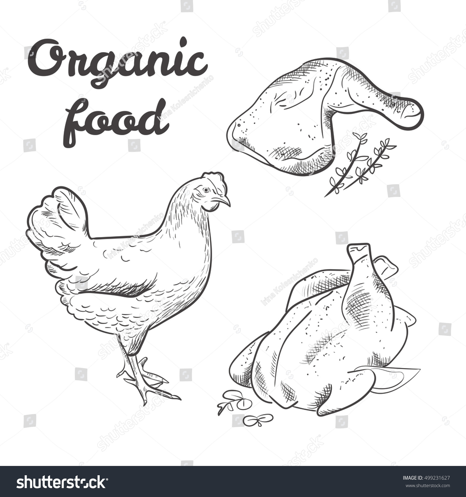 Chicken Roasted Chicken Vector Illustration Sketch Stock Vector Stock Vector Chicken Roasted Chicken Vector Illustration Sketch Organic Food 499231627