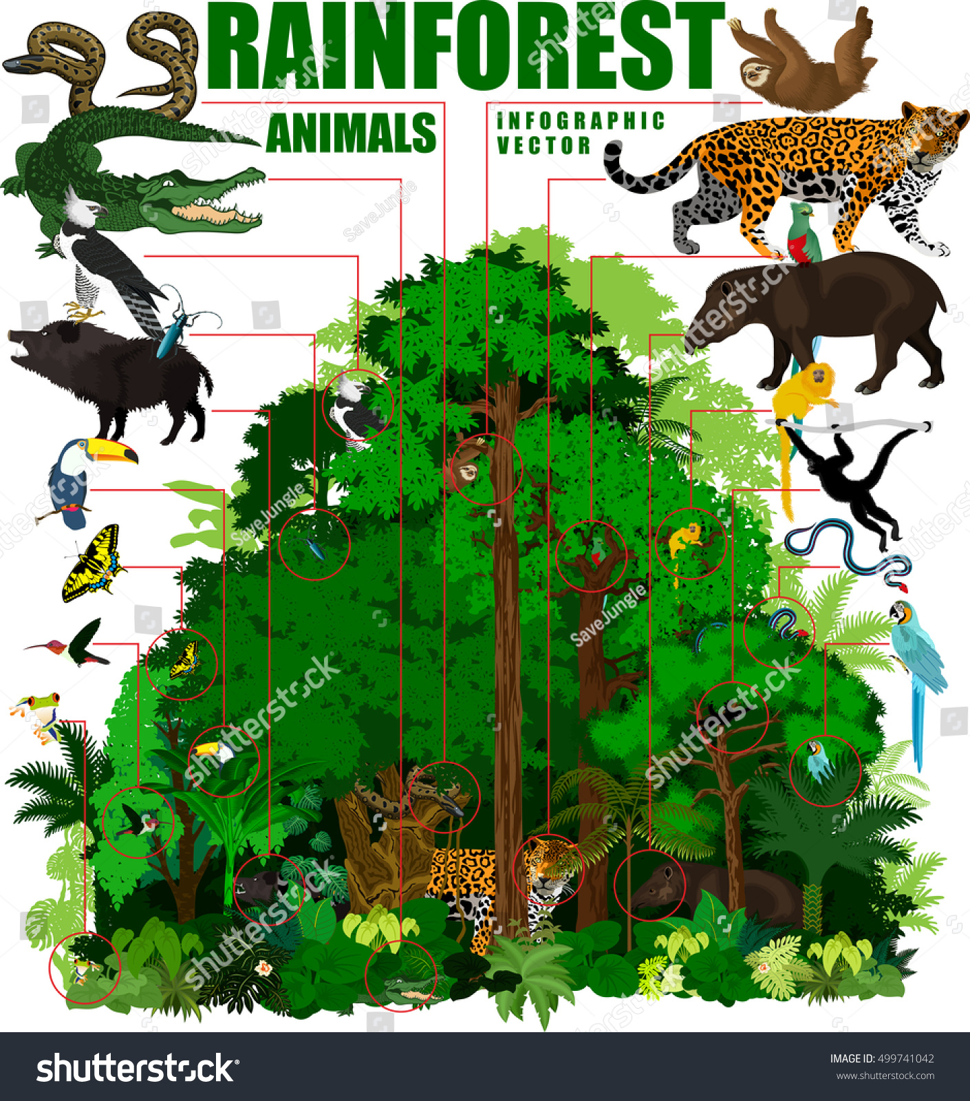 Rainforest Vector Illustration Vector Infographic Green Stock Vector 