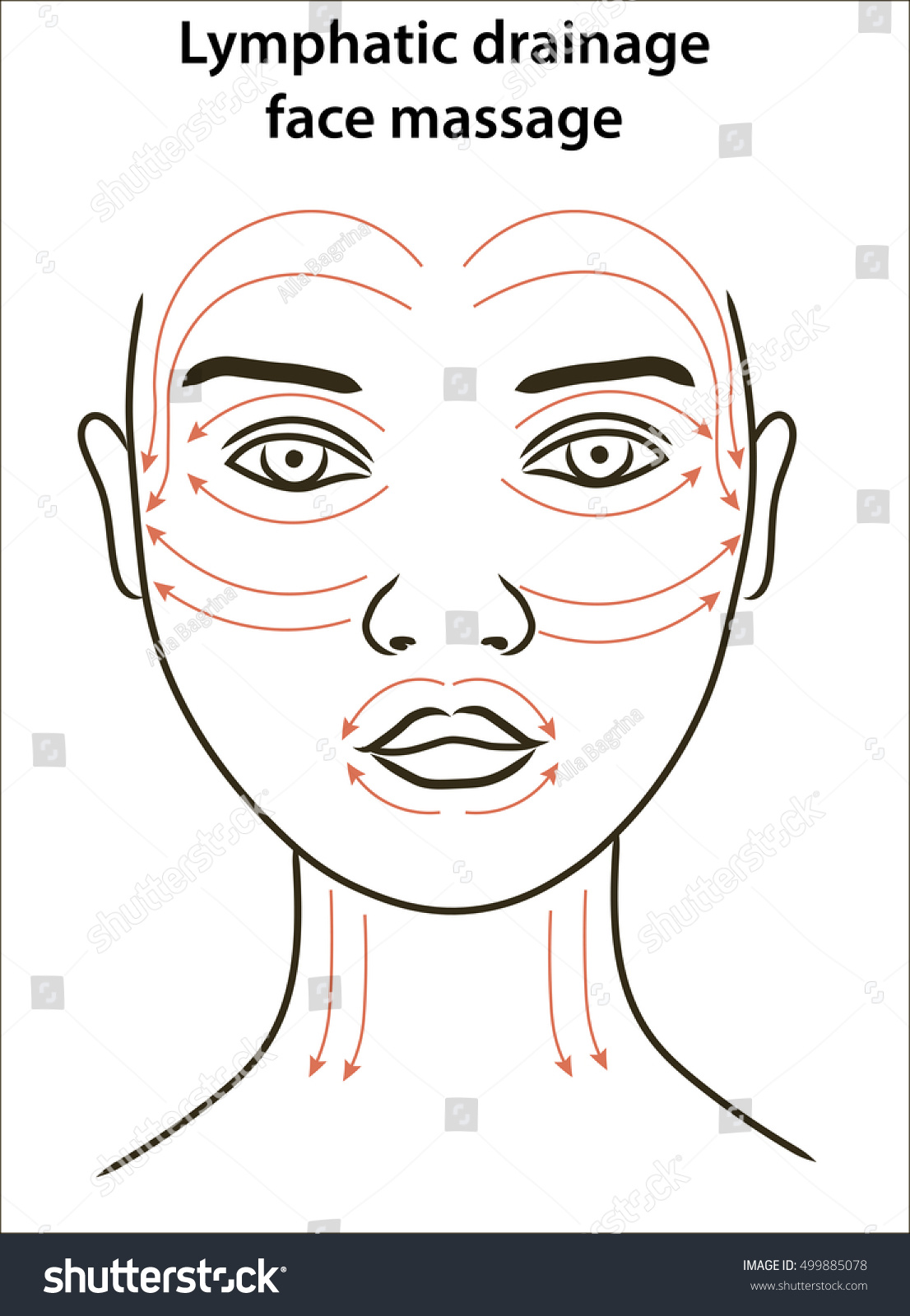 Face Massage Lines Young Womans Face Stock Vector (Royalty Free ...