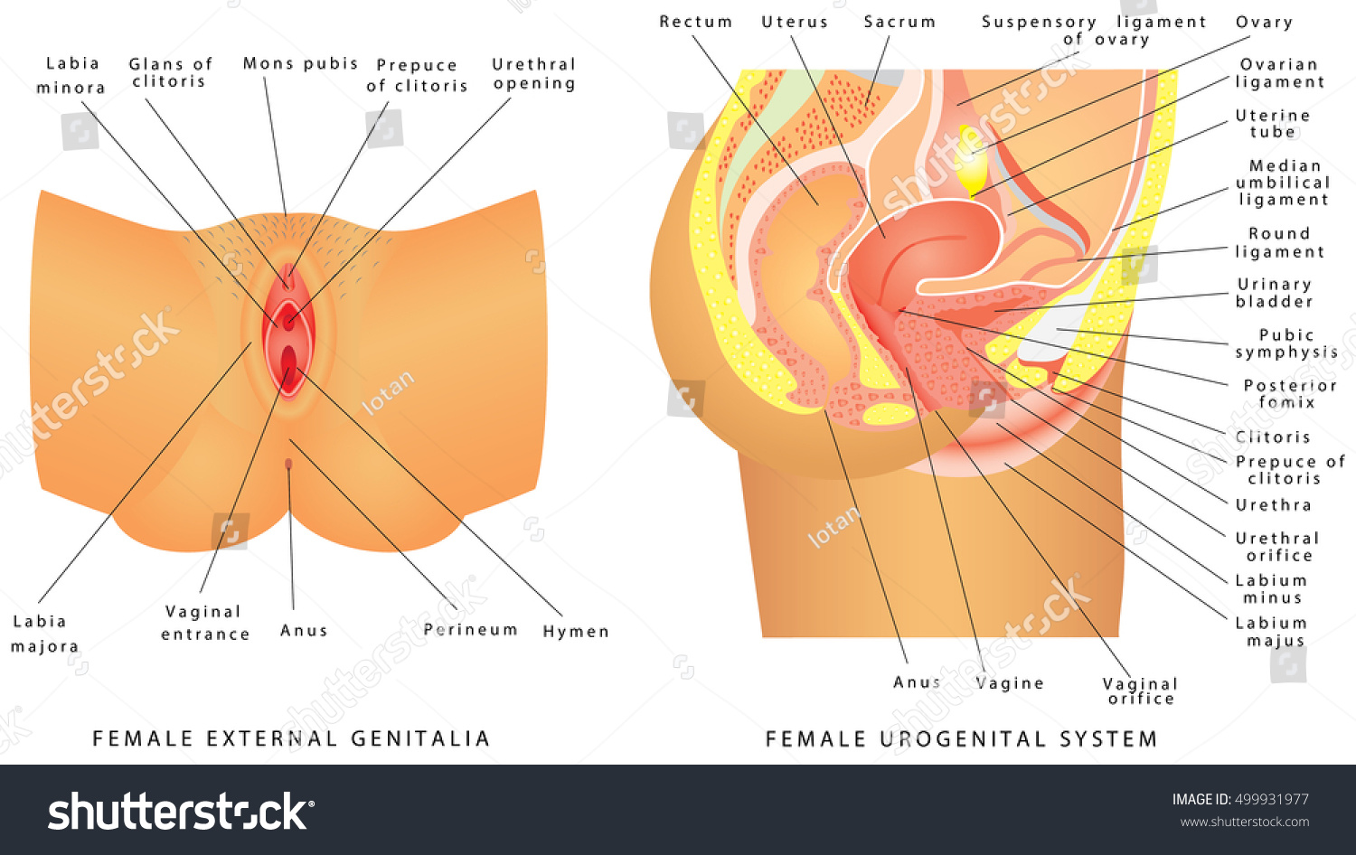 female external anatomy