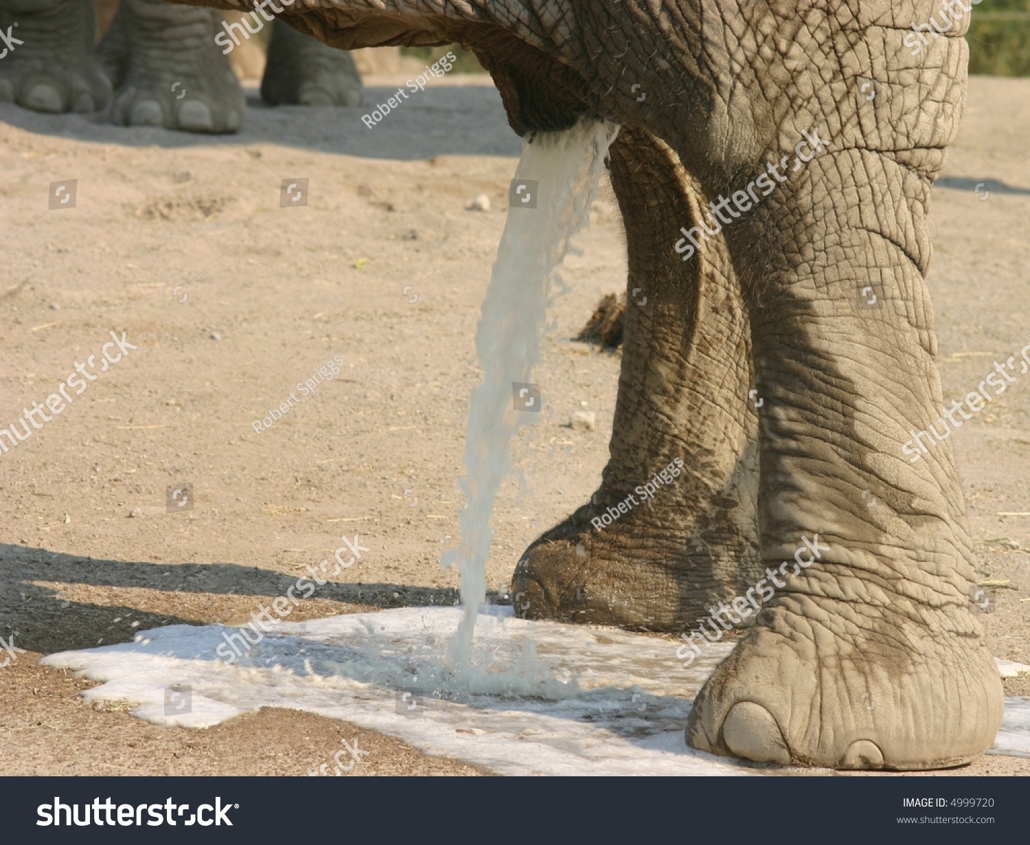 Elephant Pee 73 Ảnh Vector Và Hình Chụp Có Sẵn Shutterstock 1085