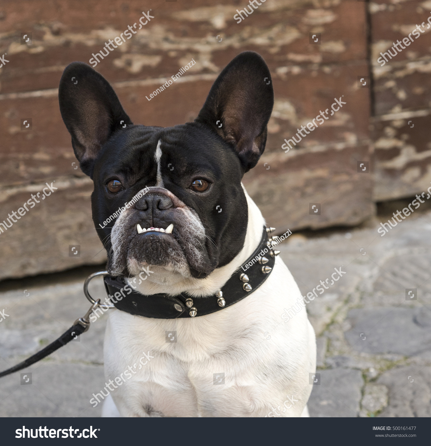 grown white french bulldog