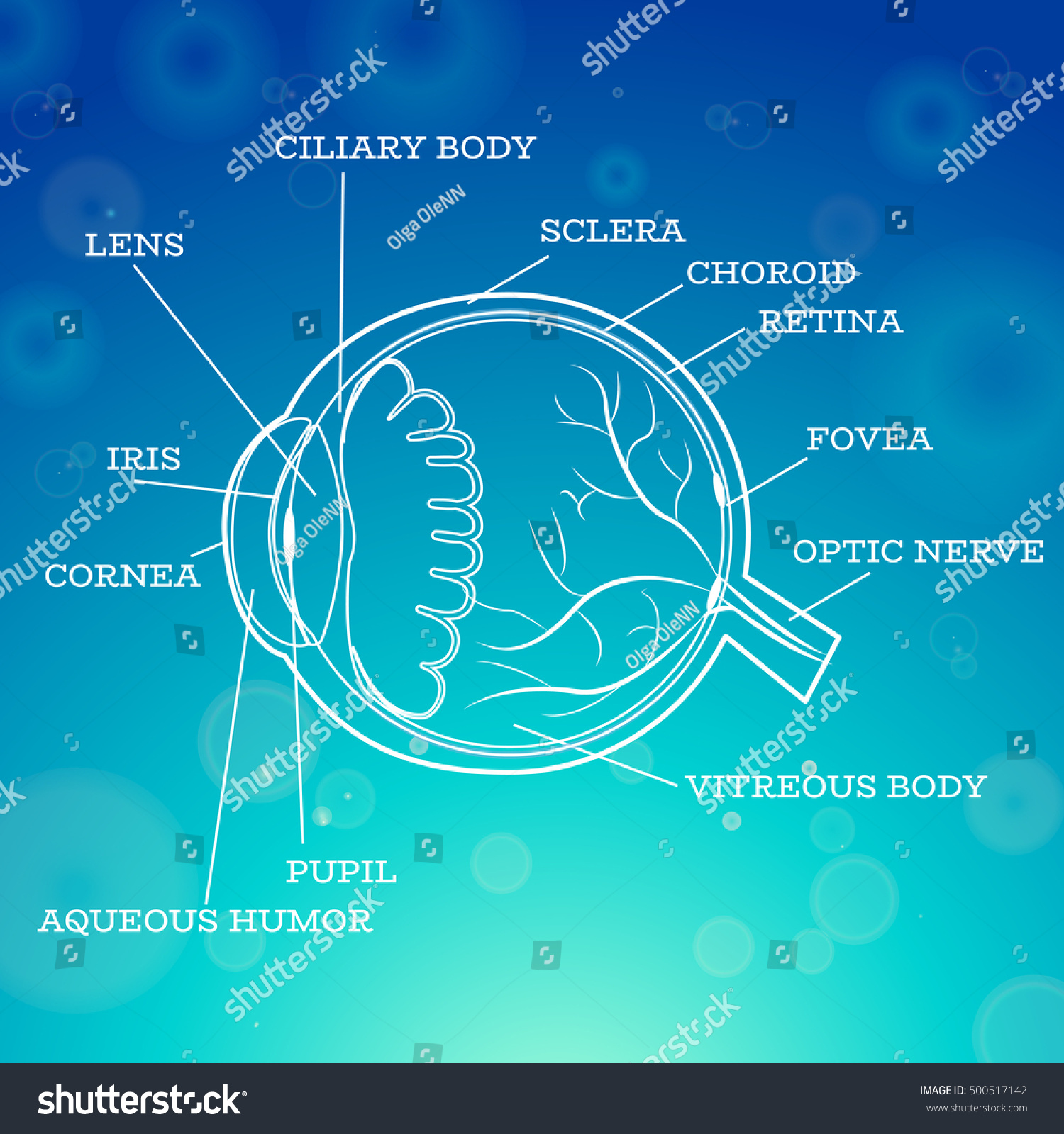 human-eye-anatomy-structuremedical-infographics-ophthalmology-stock