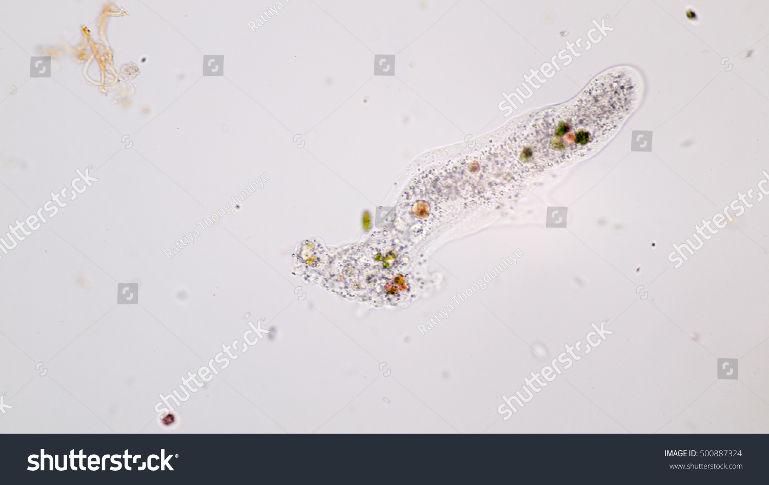 Amoeba Proteus Drop Water Under Microscopic Stock Photo 500887324 ...