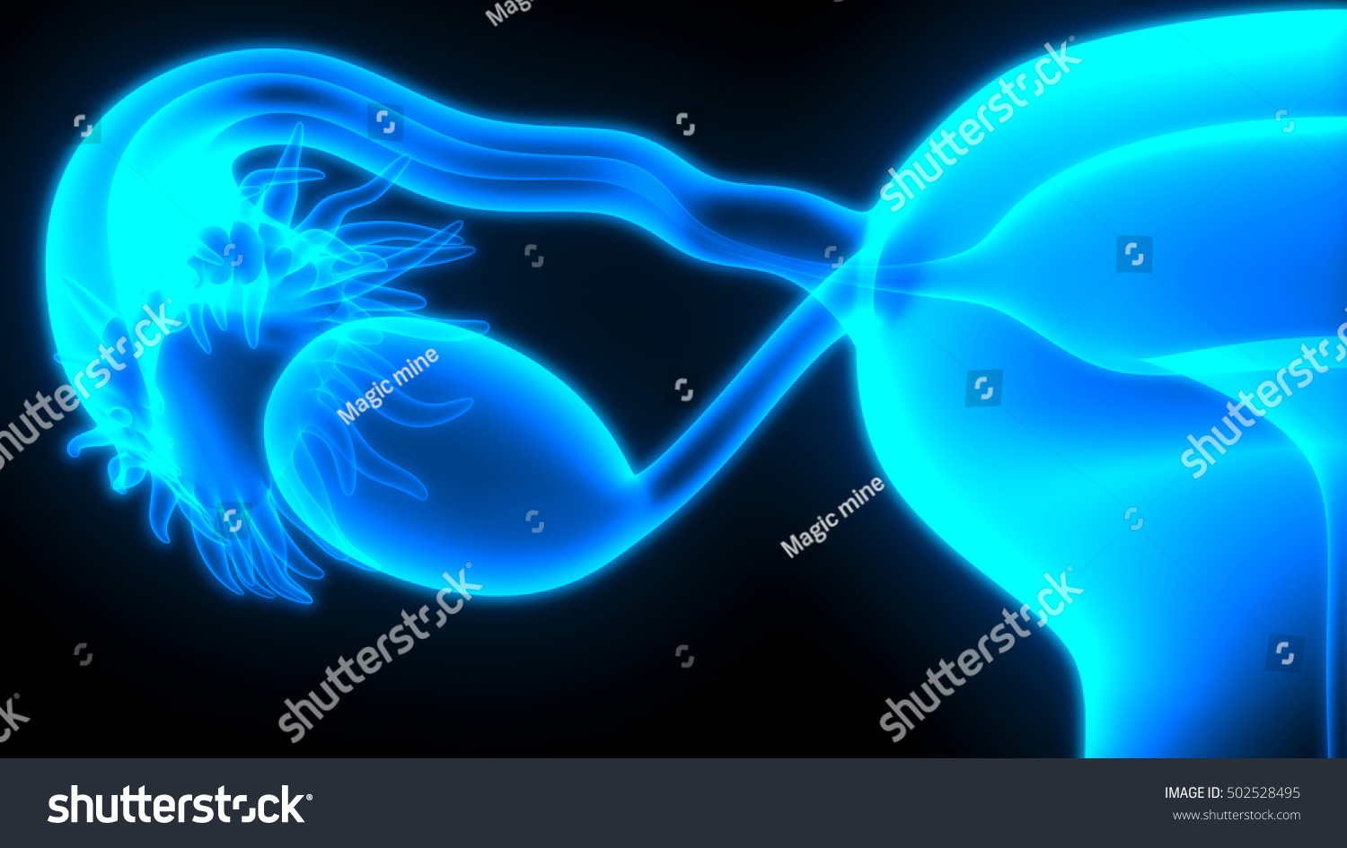 Female Reproductive System 3d Stock Illustration 502528495 Shutterstock 