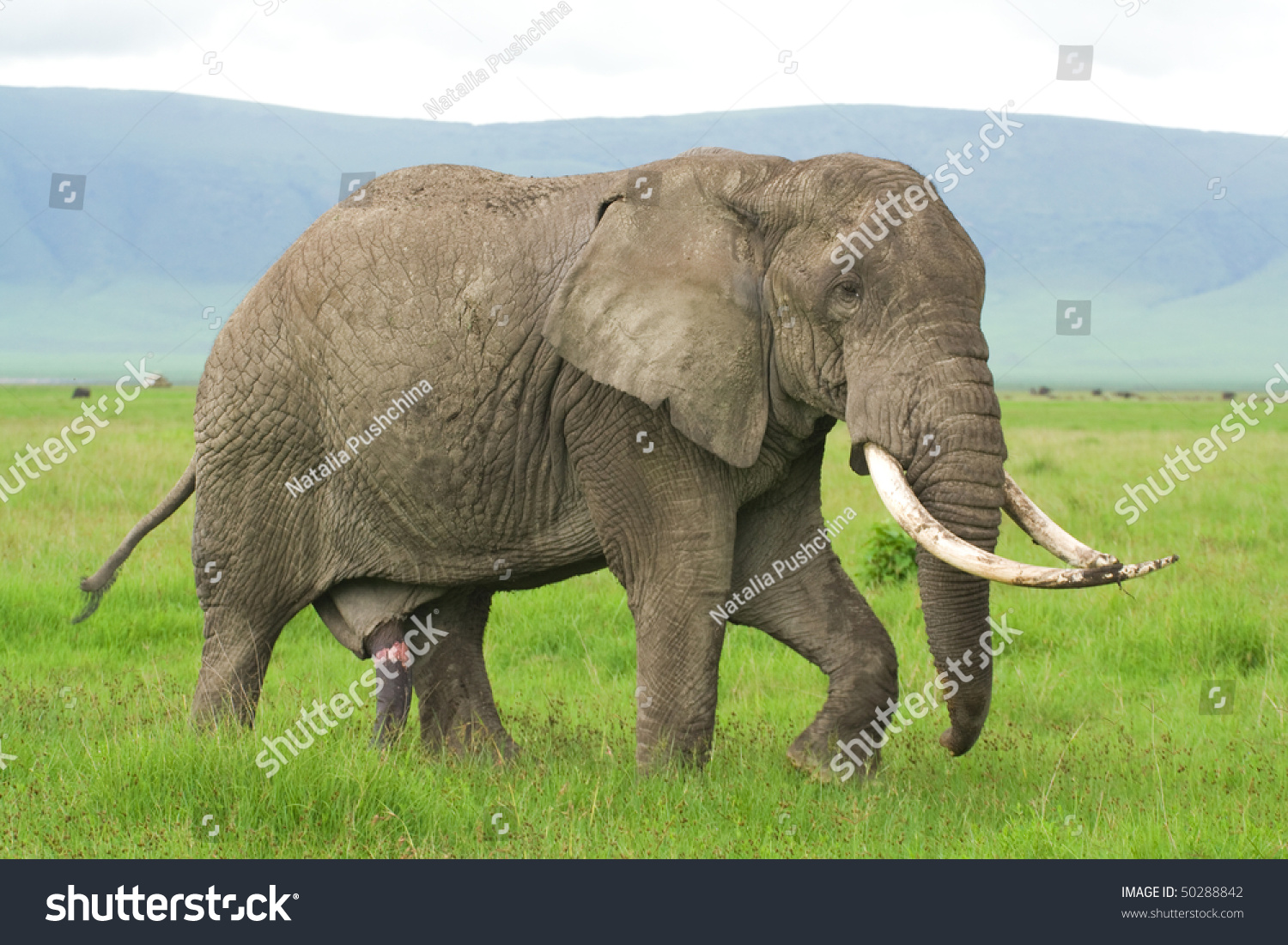 Huge Elephant Dick