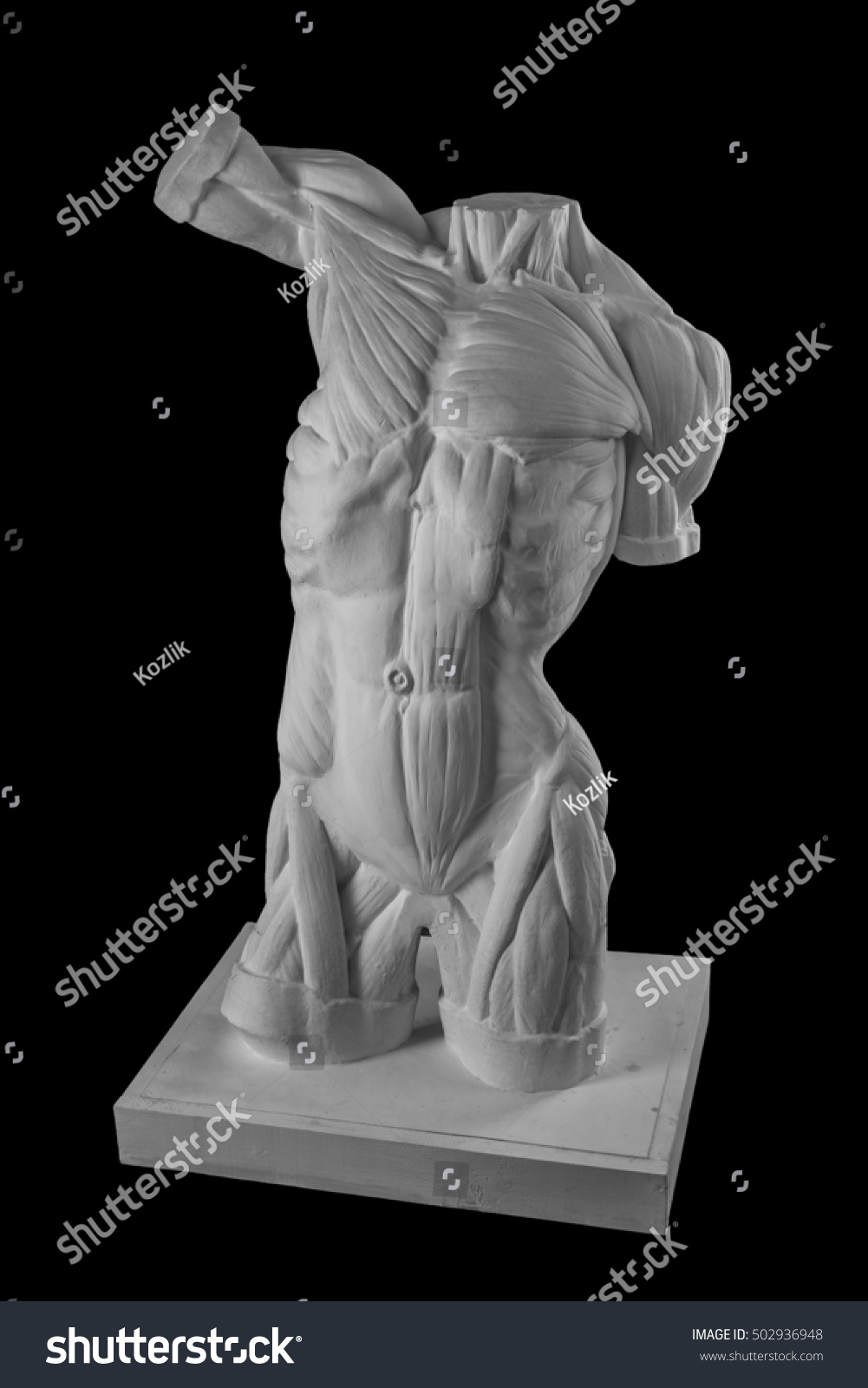 Plaster Statue Naked Man Torso Anatomical Stock Photo Shutterstock