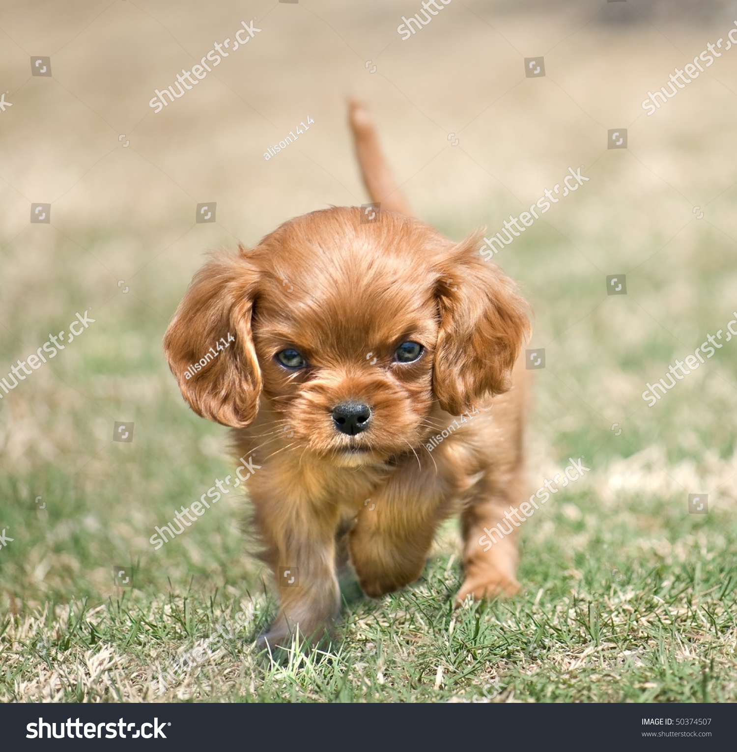 king charles spaniel ruby puppy