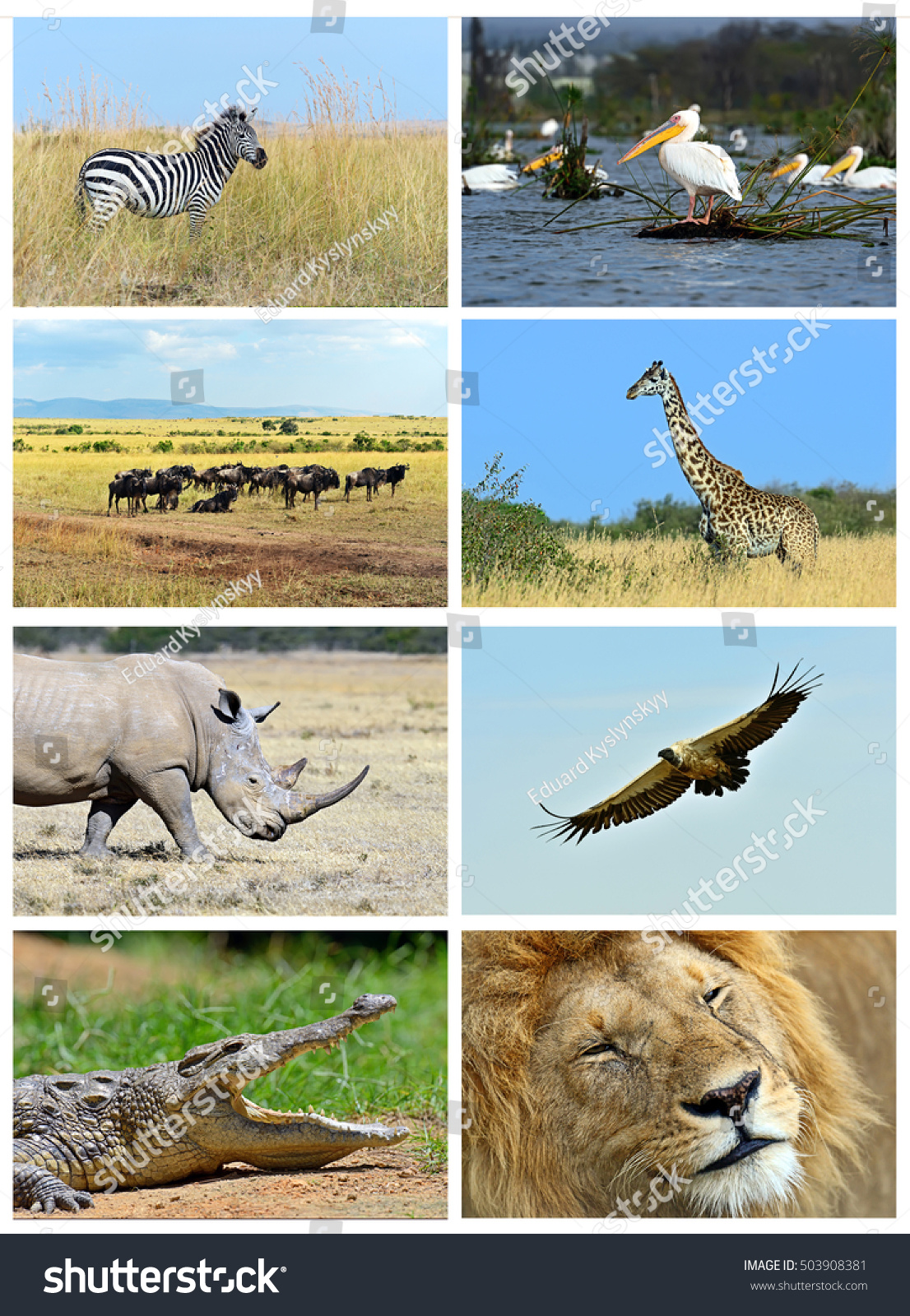 Collage Animals African Savannah Kenya Stock Photo 503908381 | Shutterstock