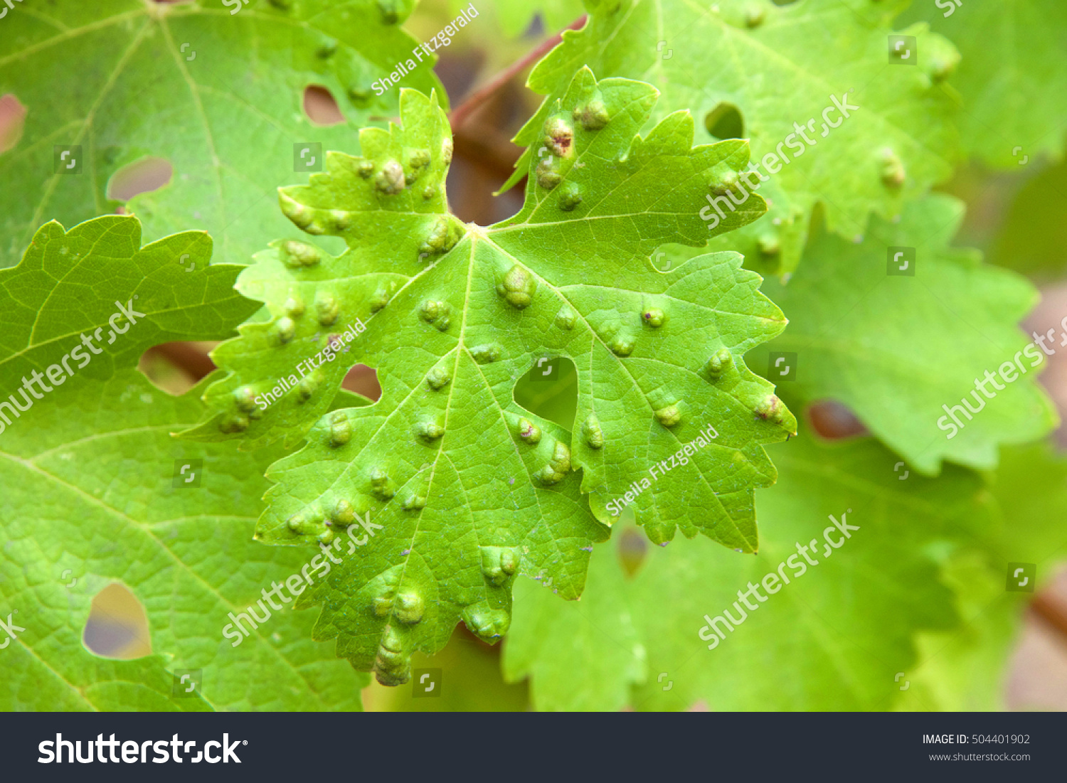 Leaf Galls Look Like Warts On Stock Photo 504401902 | Shutterstock