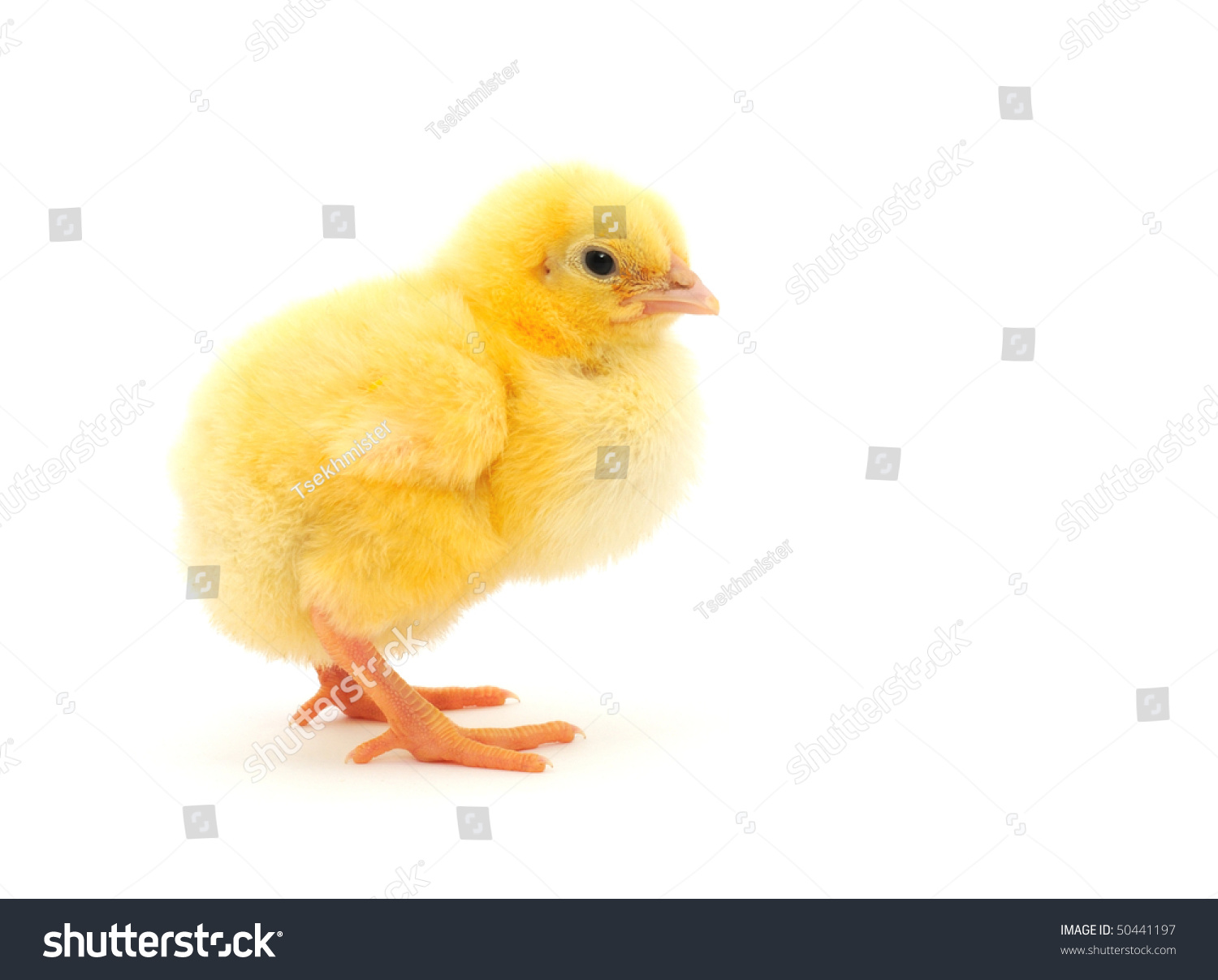 Chicken Who Represented On White Background Stock Photo 50441197 ...