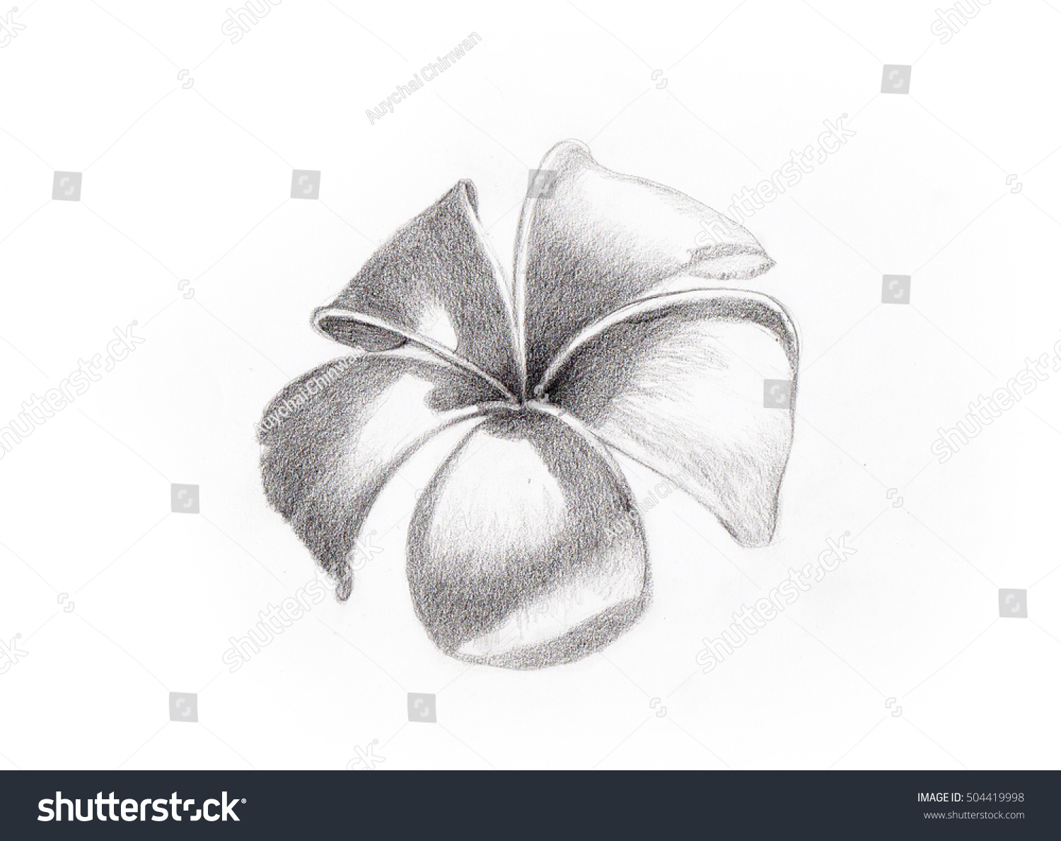 plumeria pencil drawing