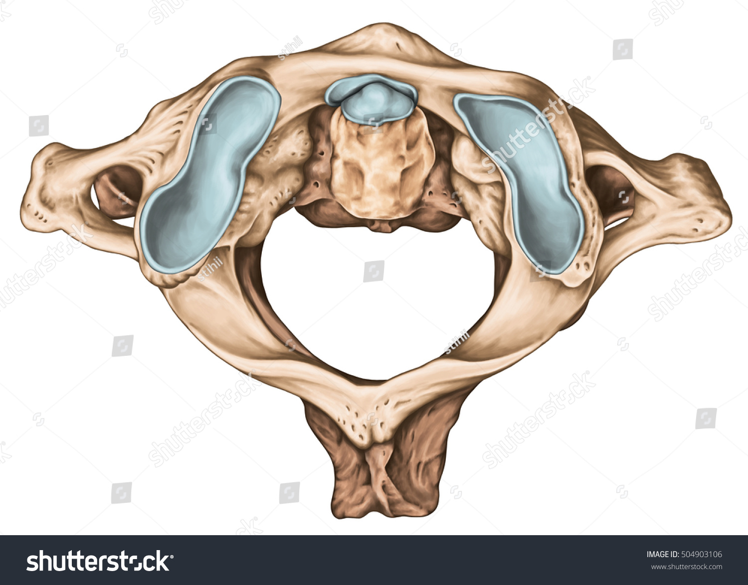 cow cervical vertebrae