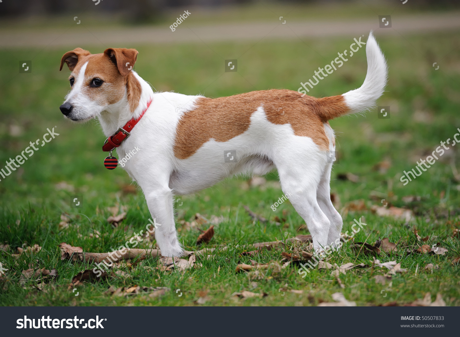 Parson Jack Russell Terrier Standing Park Stock Photo 50507833 ...