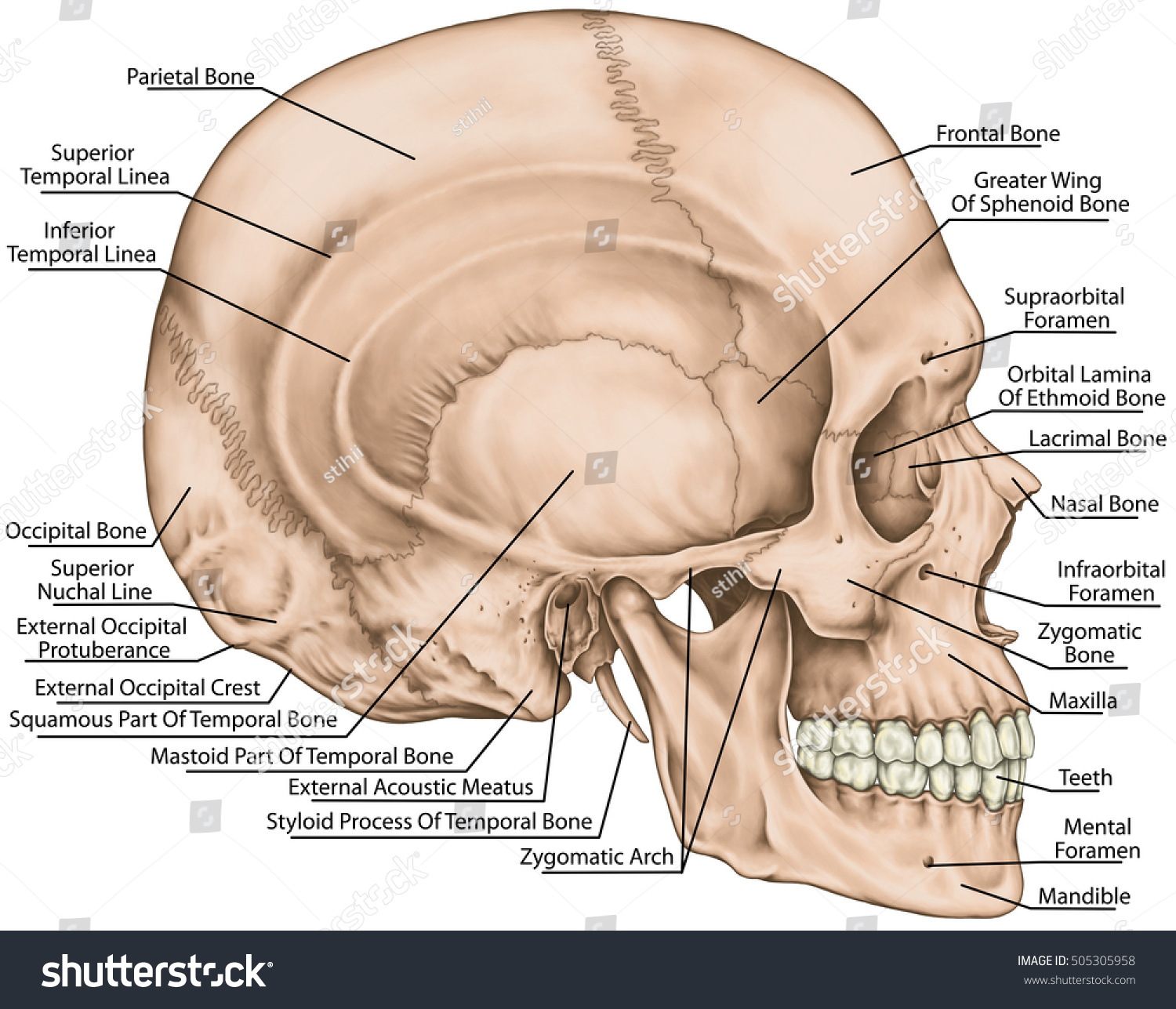 What Is Skull Fucking