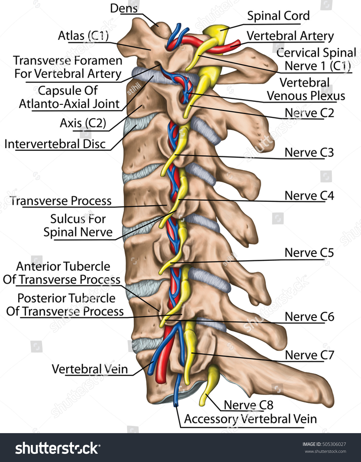 12679 Cervical Spine Anatomy 이미지 스톡 사진 및 벡터 Shutterstock 8530