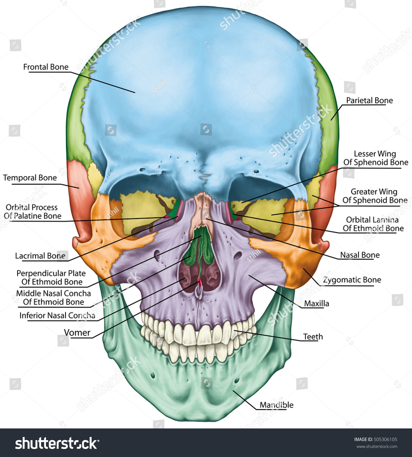 Кости лицевого черепа анатомия латынь