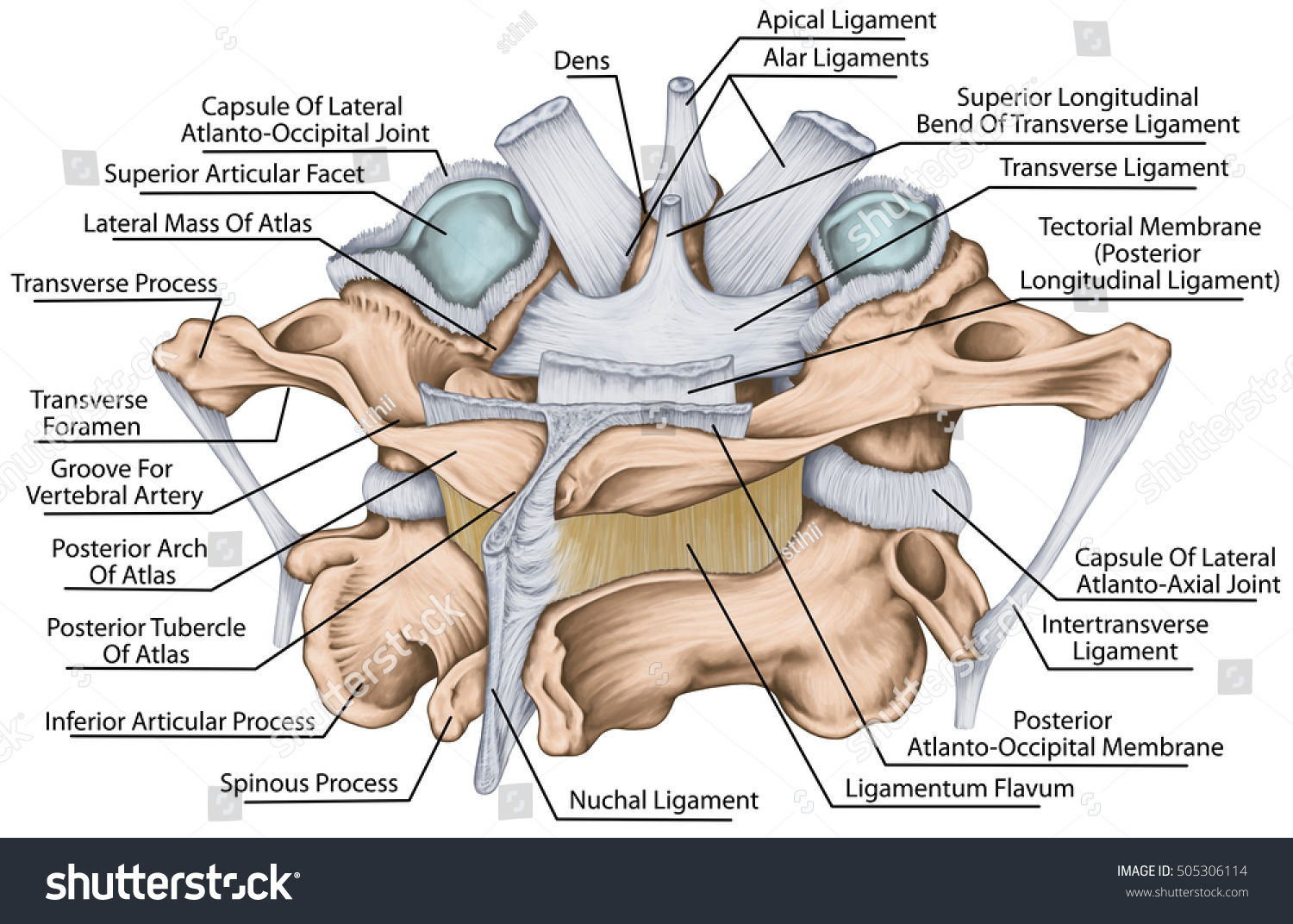 Ligaments Median Atlantoaxial Joint Atlas Axis Illustrazione Stock 505306114 Shutterstock 6605
