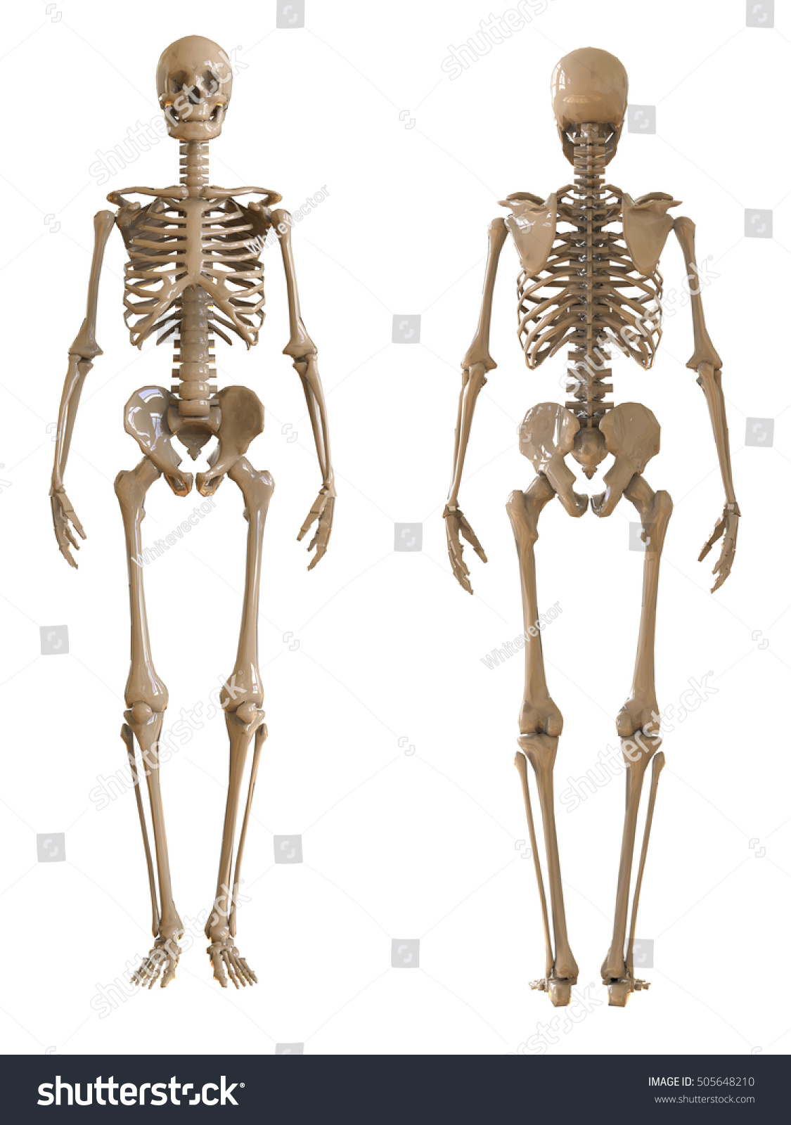 Skeleton Front Rear View Plastic Layout Stock Illustration 505648210 ...